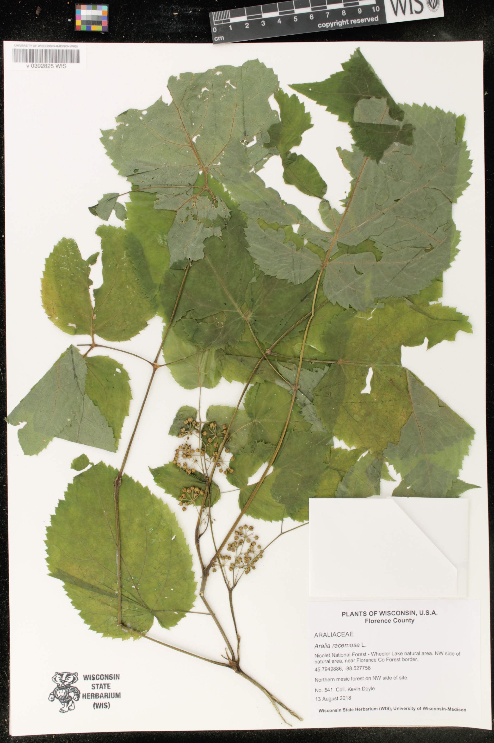 Aralia racemosa image