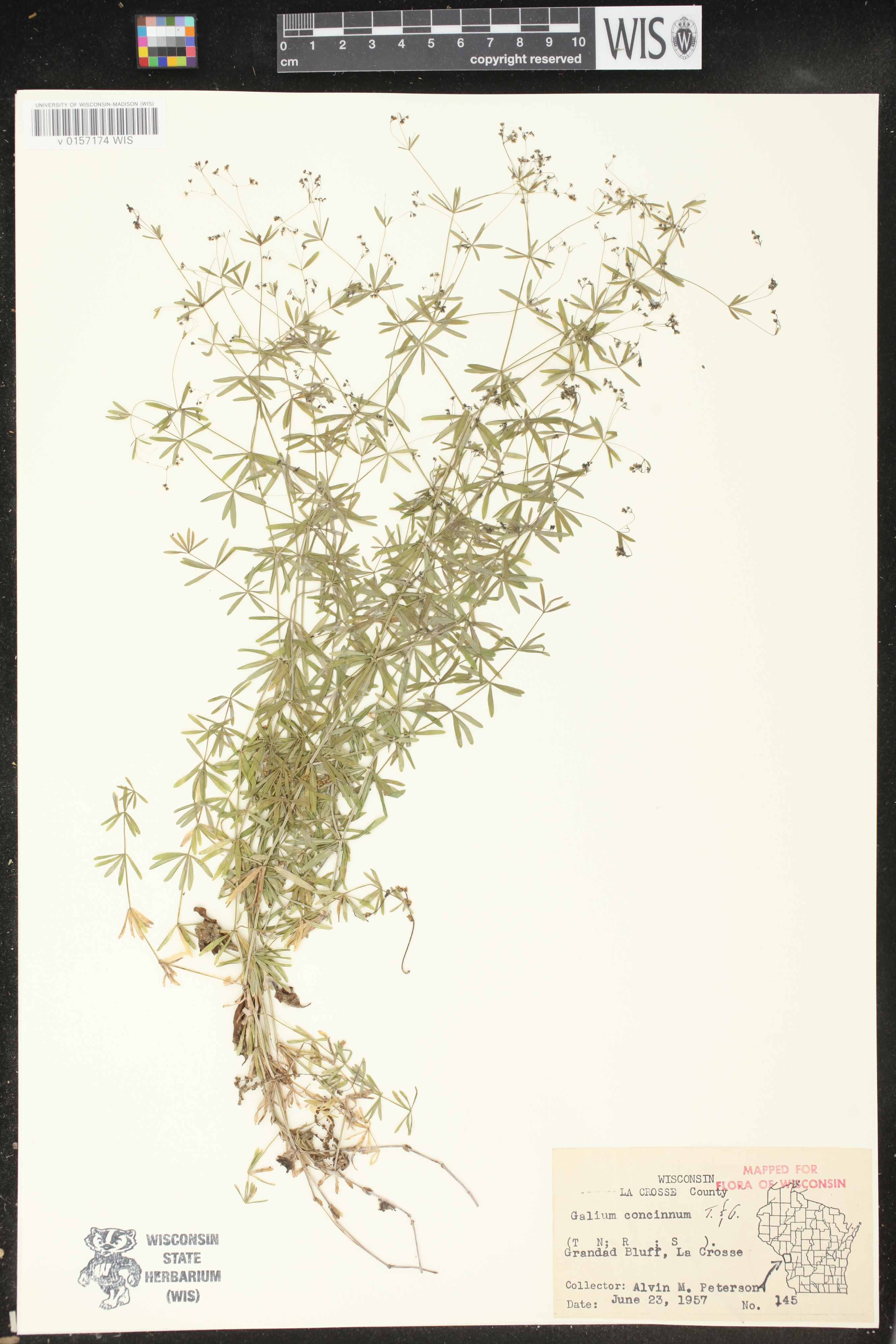 Galium concinnum image