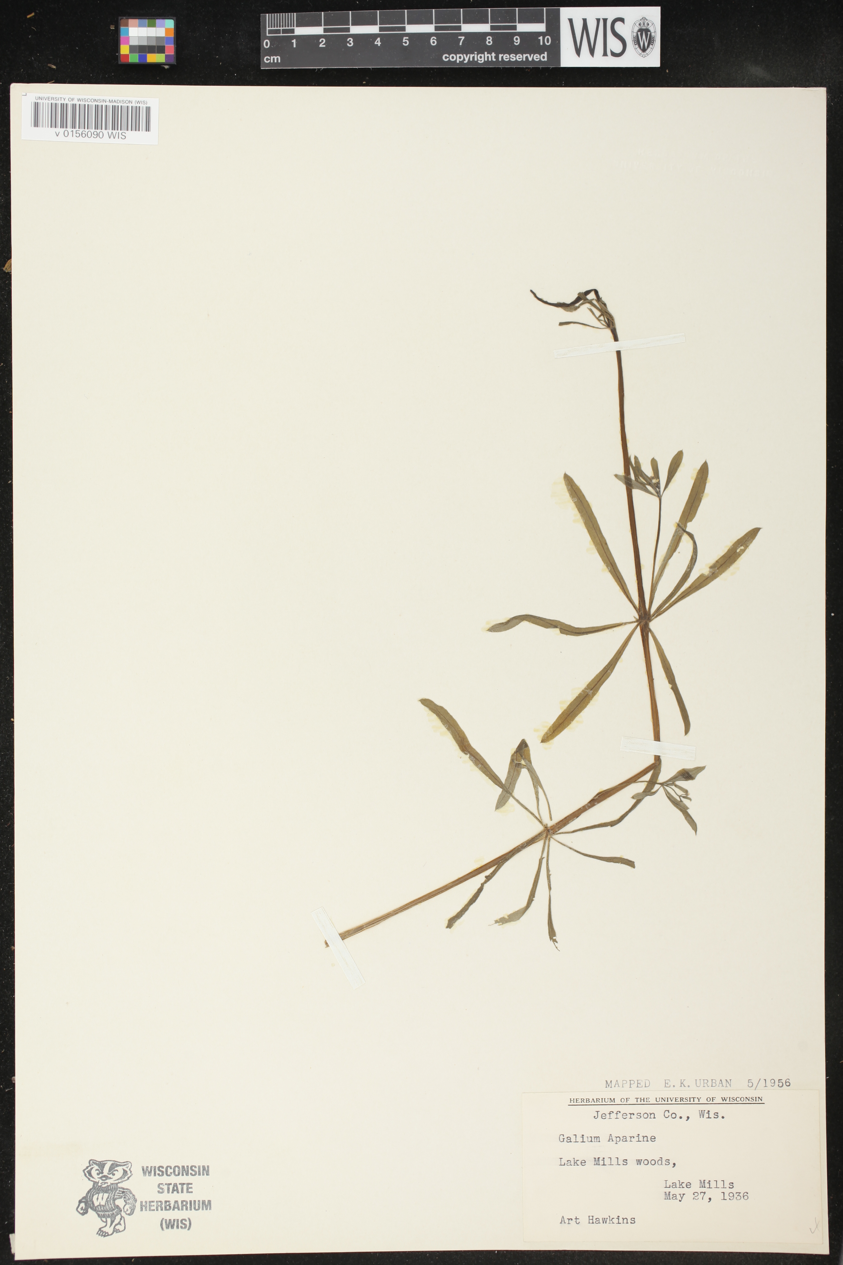 Galium aparine image