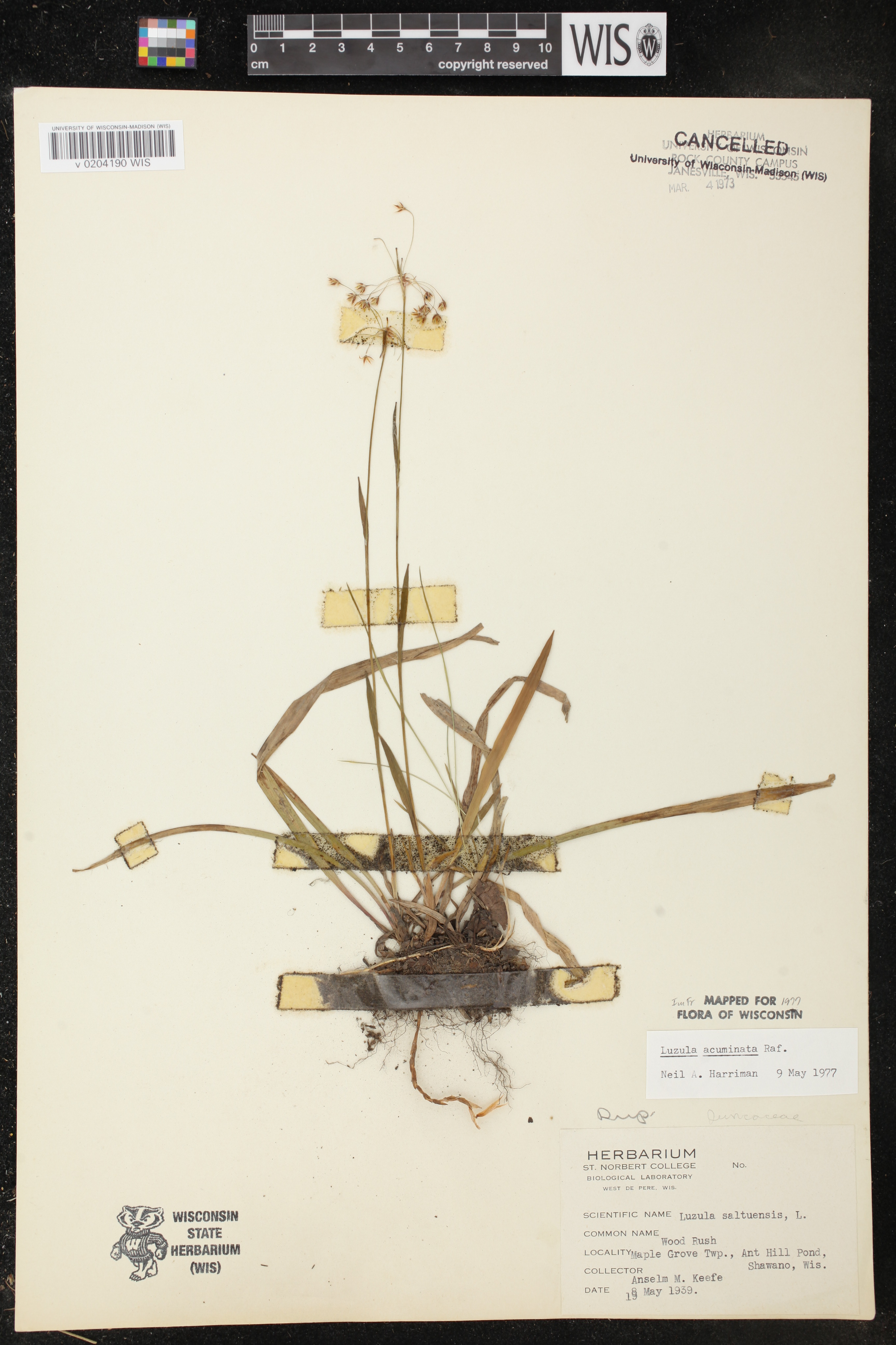 Luzula acuminata image