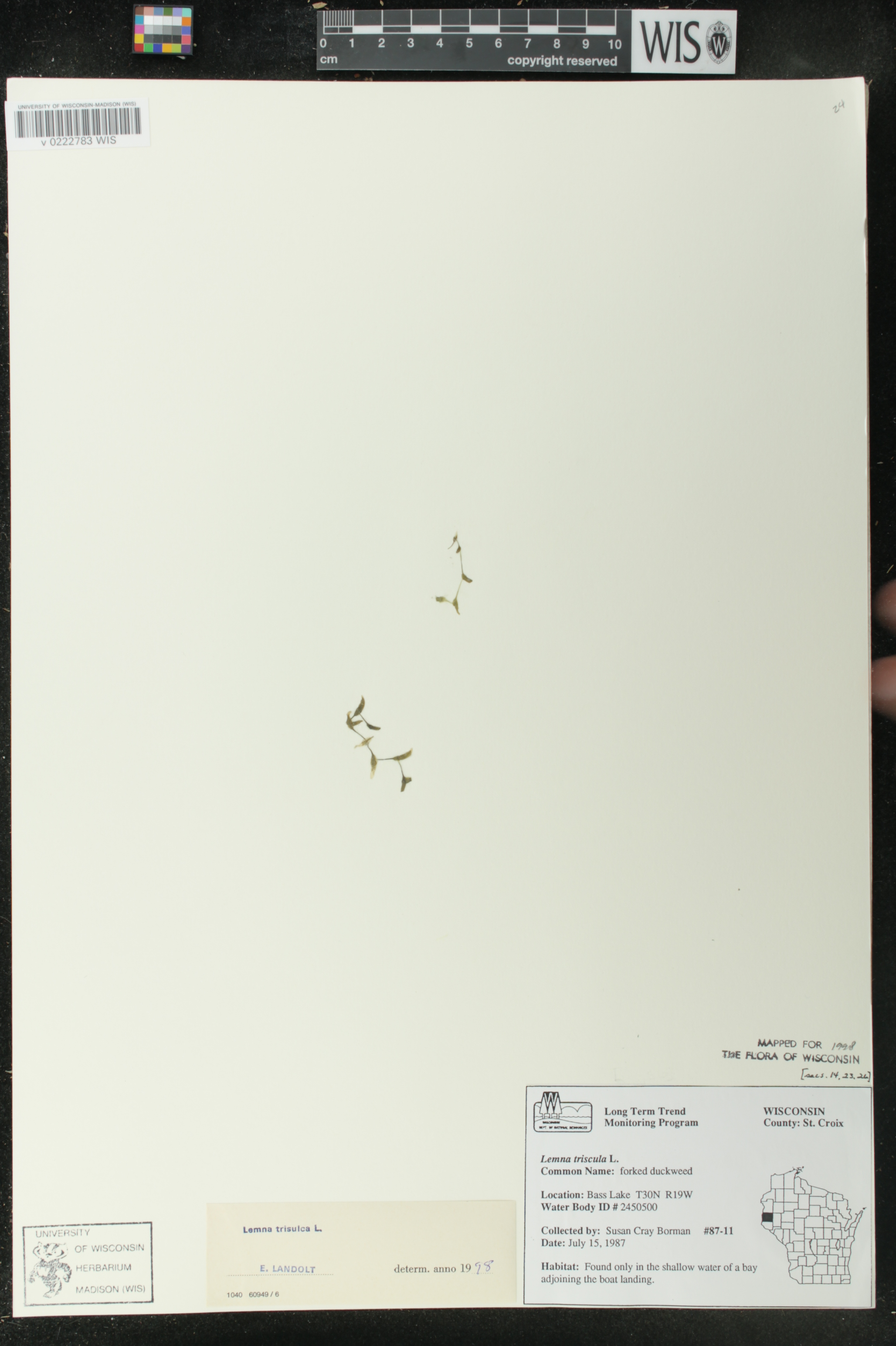 Lemna trisulca image