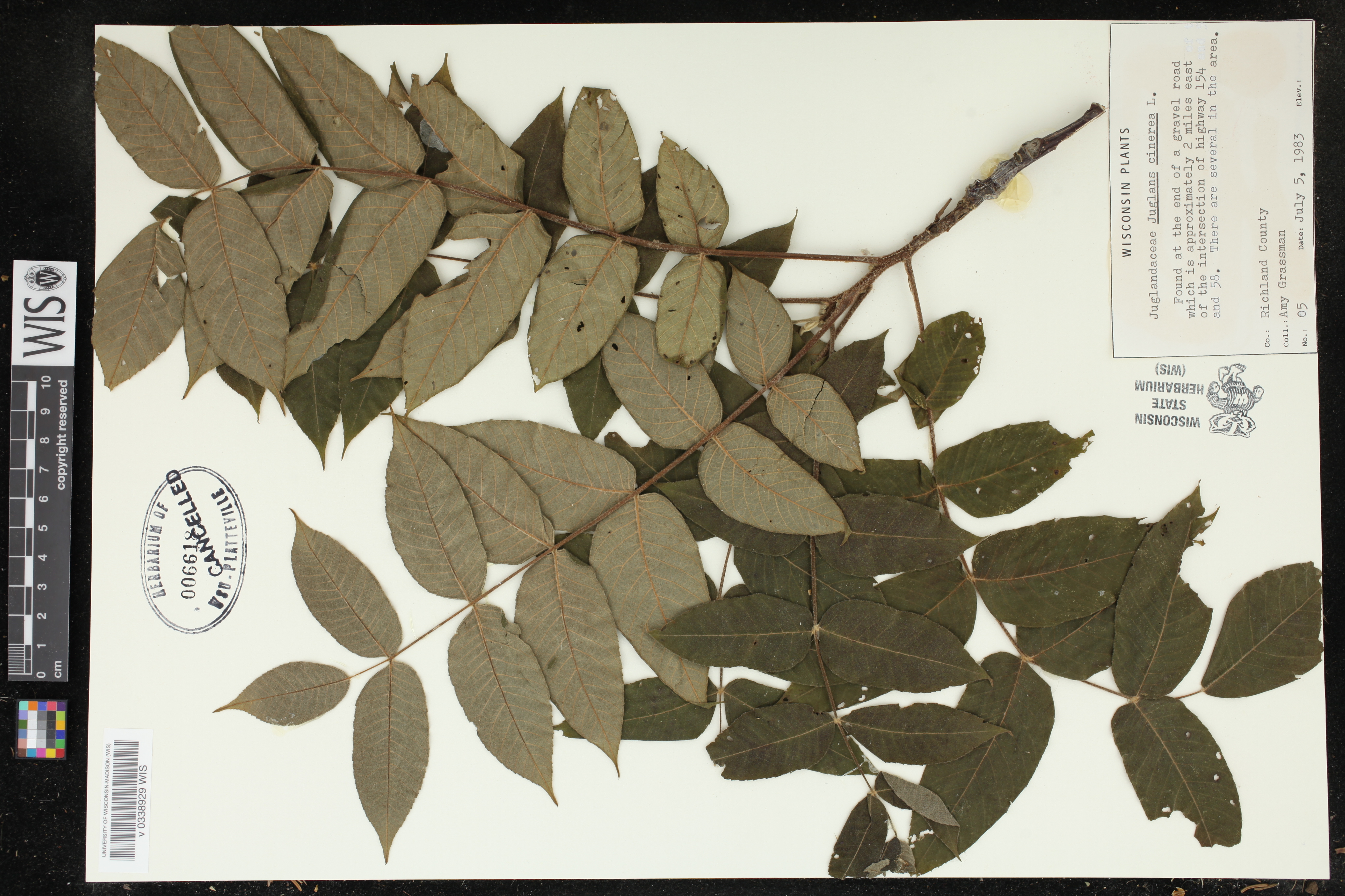 Juglans cinerea image