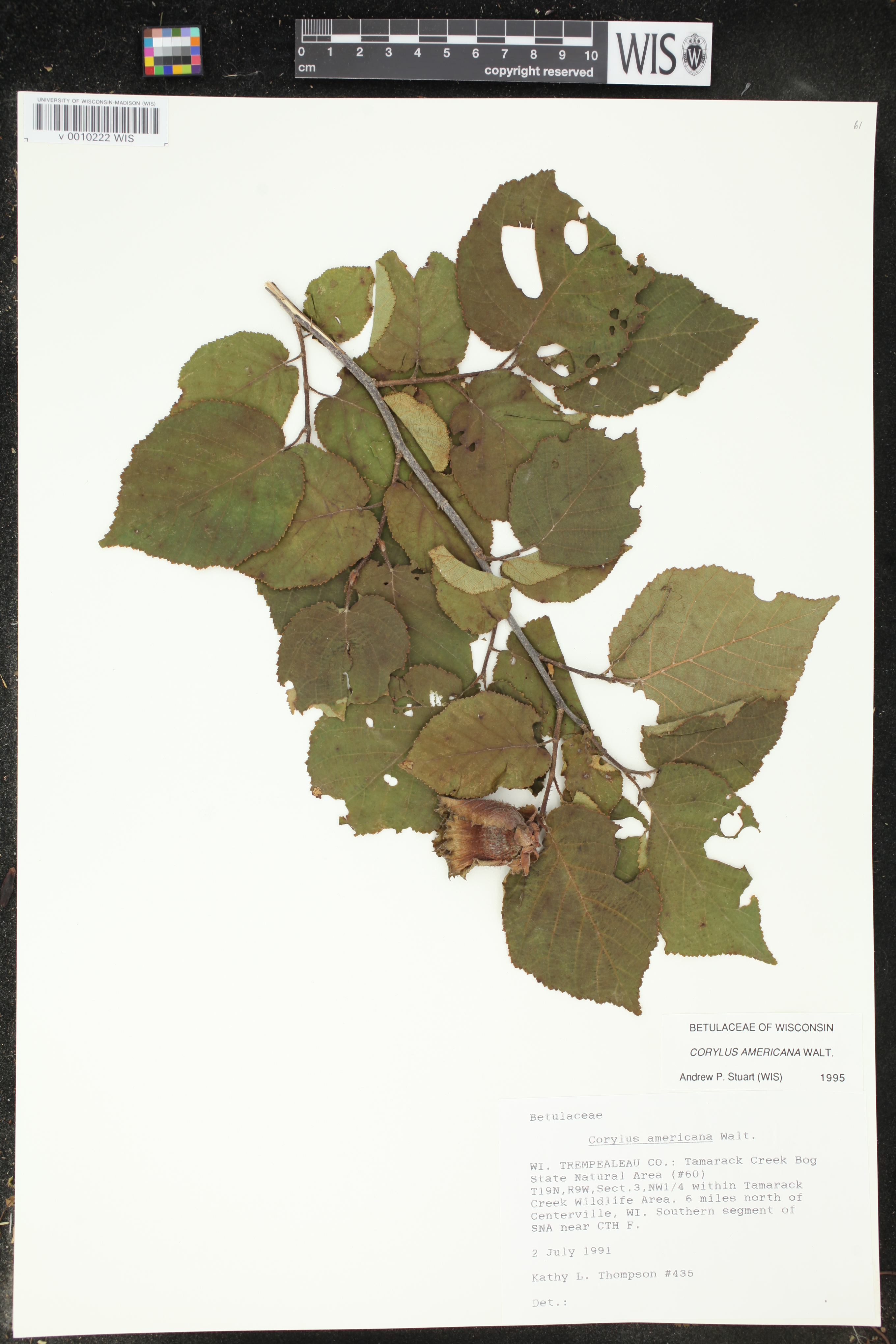 Corylus americana image