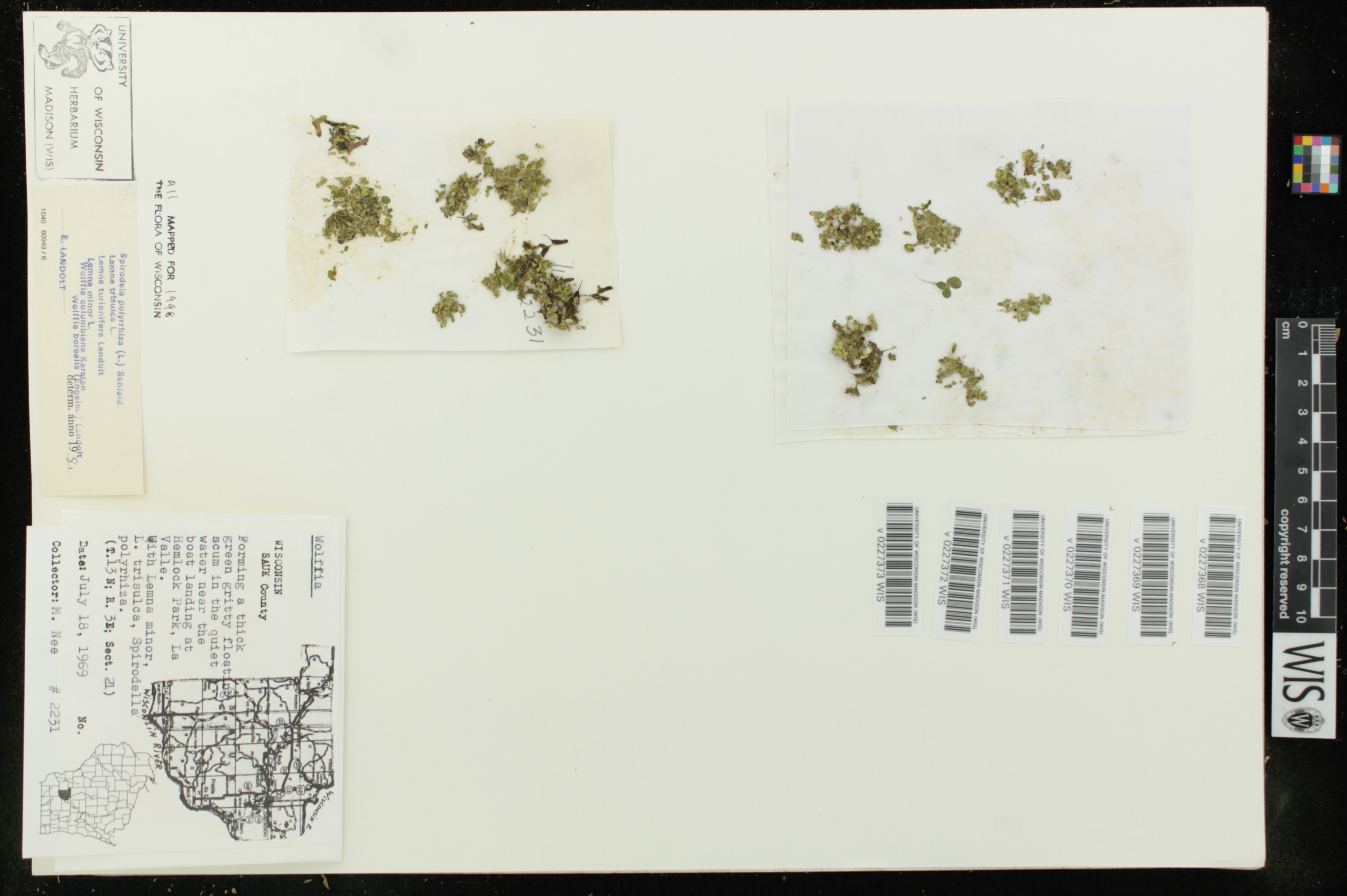 Spirodela polyrrhiza image