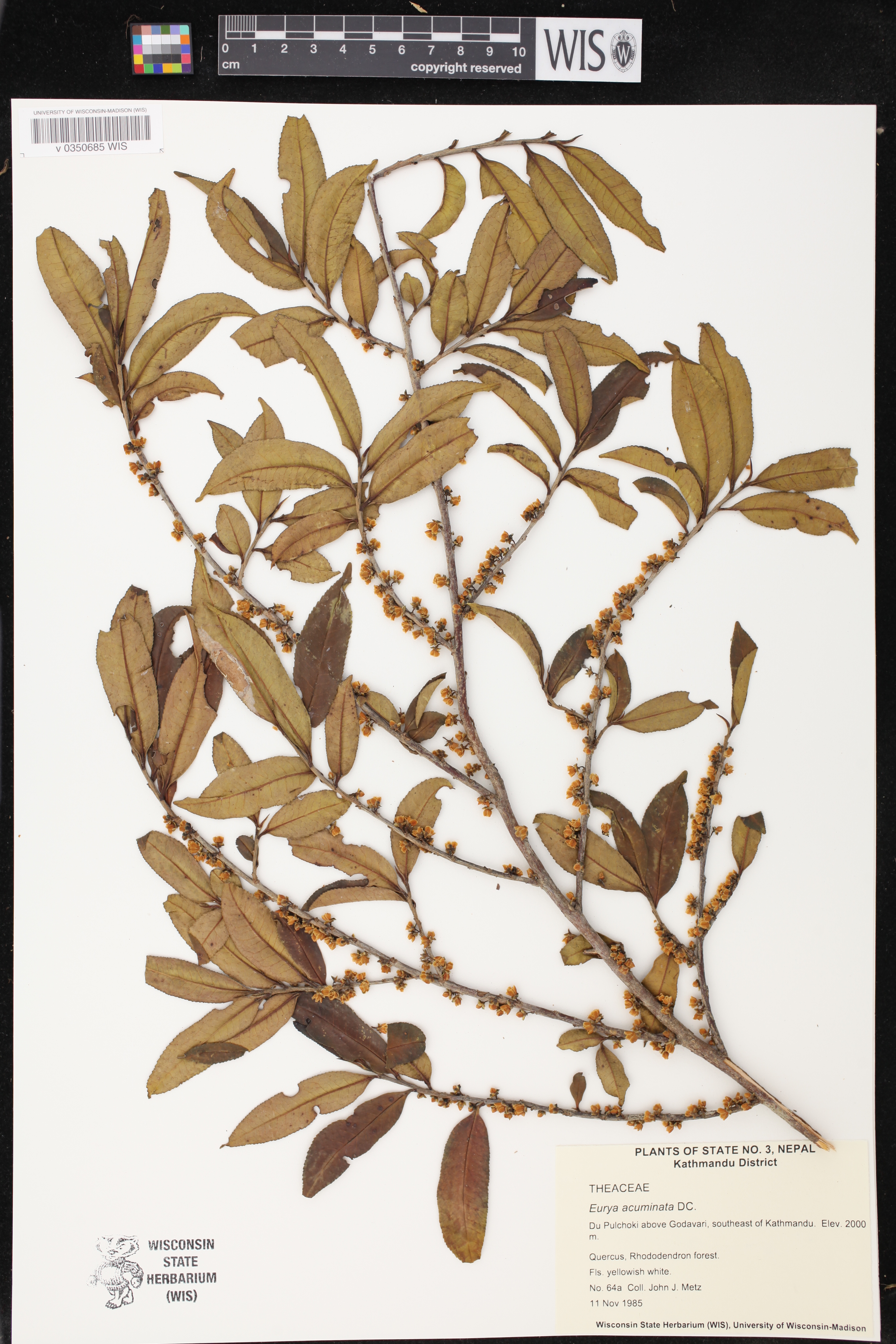 Eurya acuminata image
