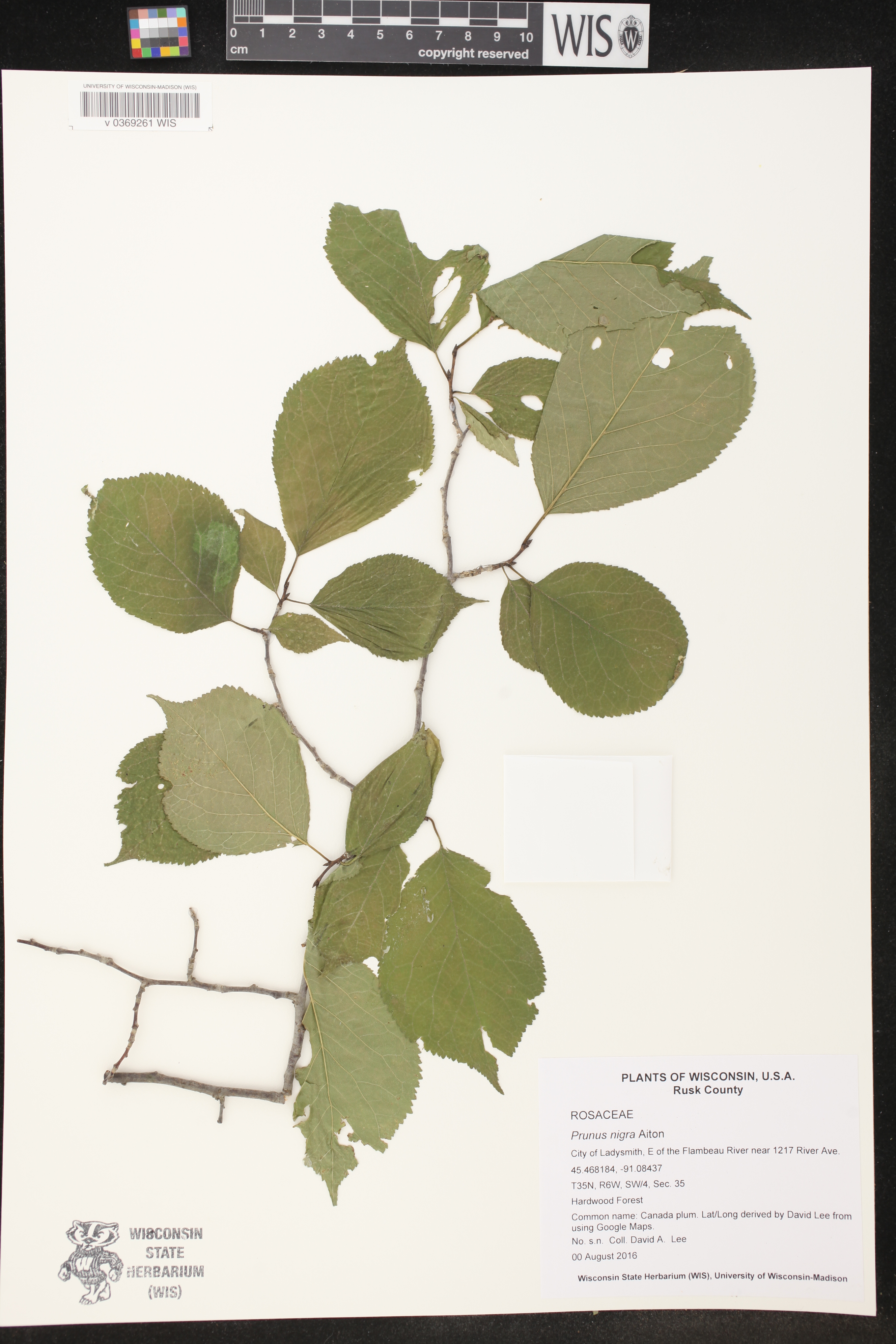 Prunus nigra image