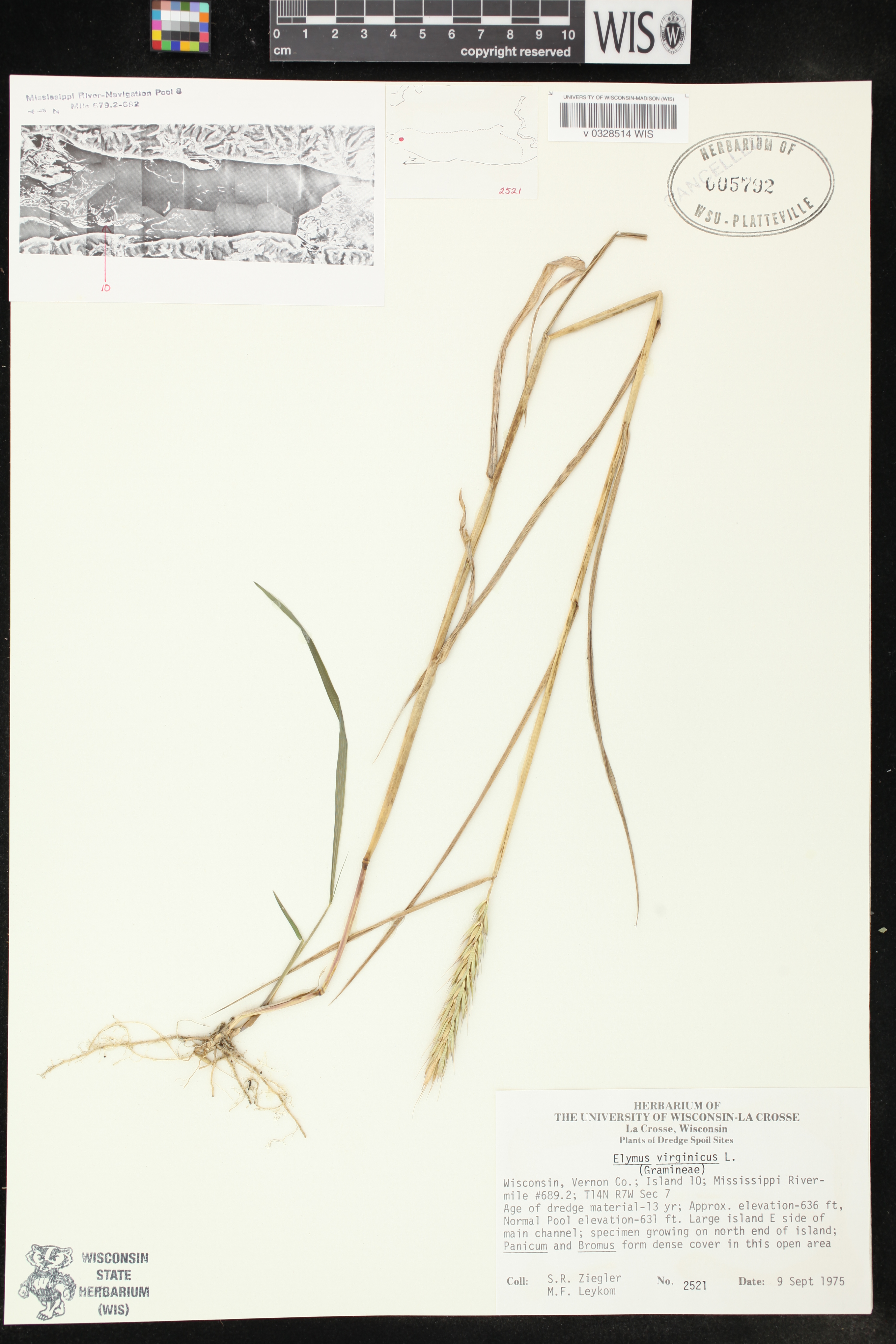 Elymus virginicus var. virginicus image