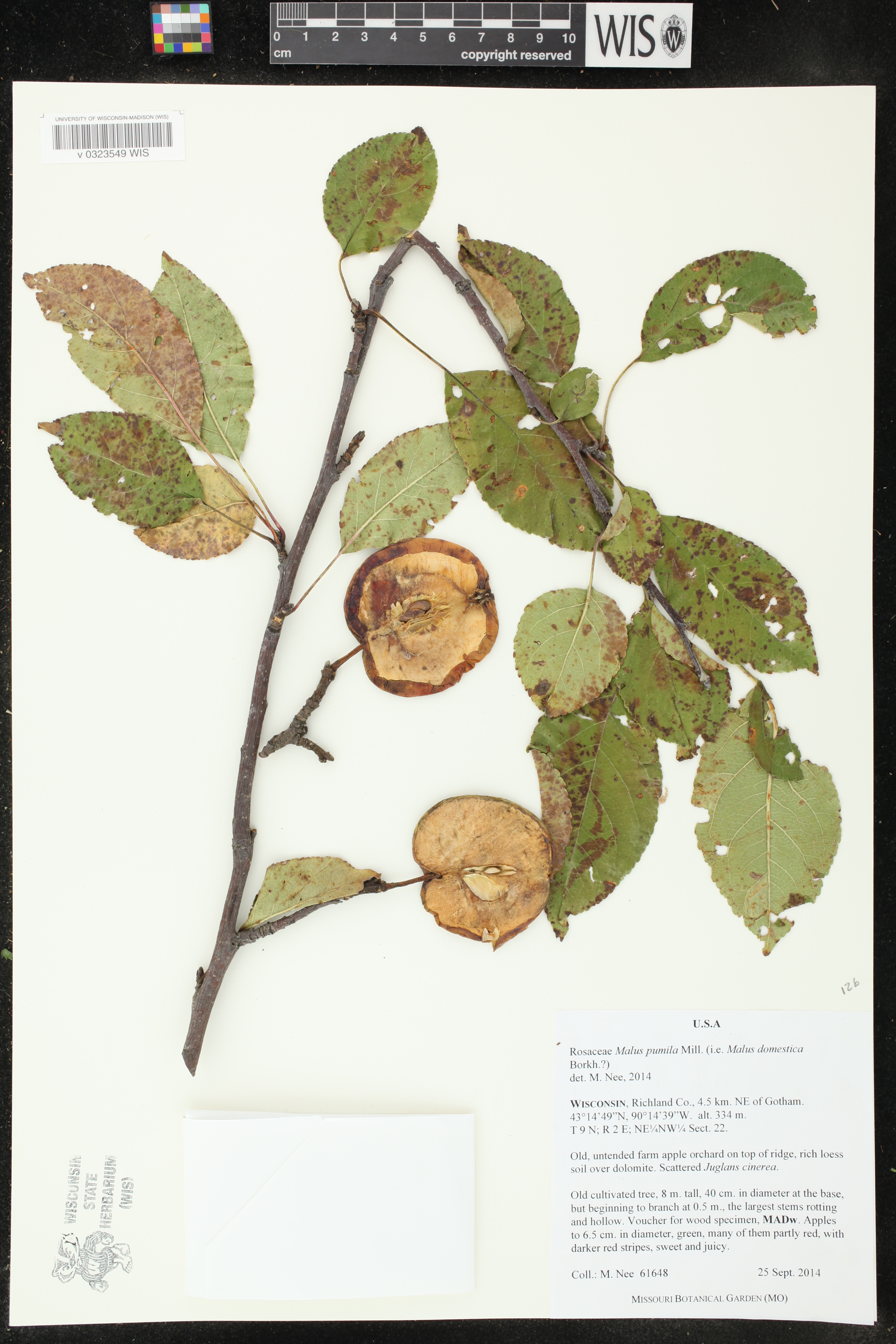 Malus pumila image