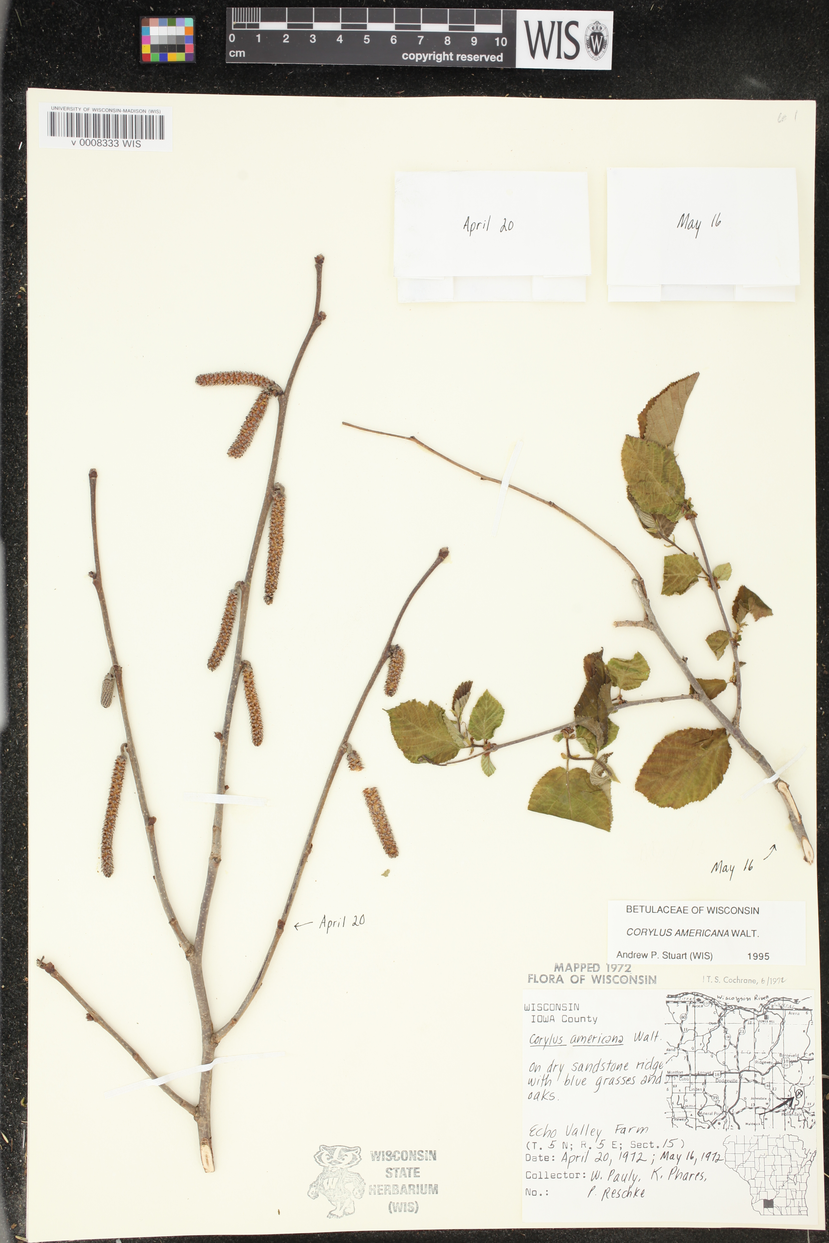 Corylus americana image