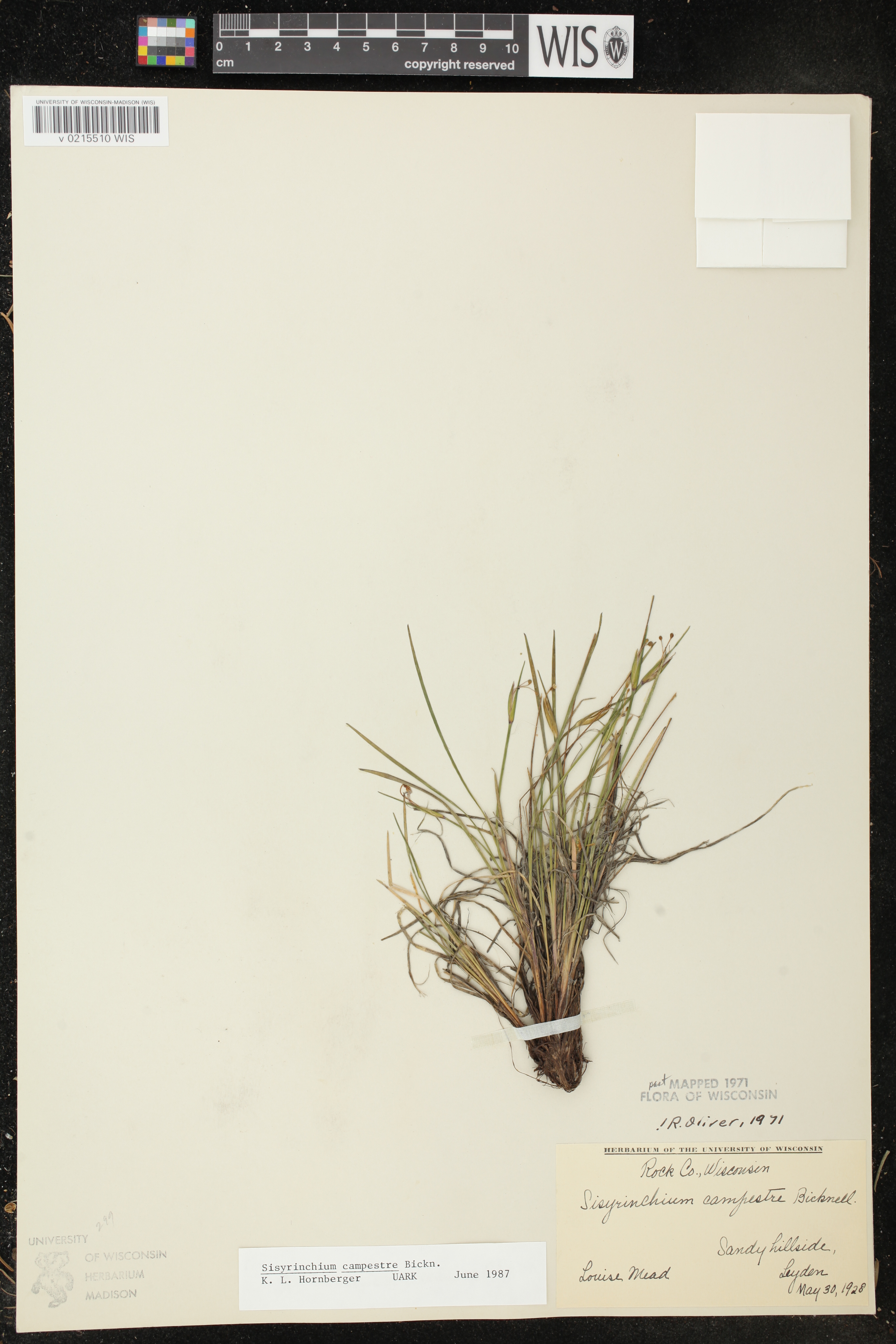 Sisyrinchium campestre image