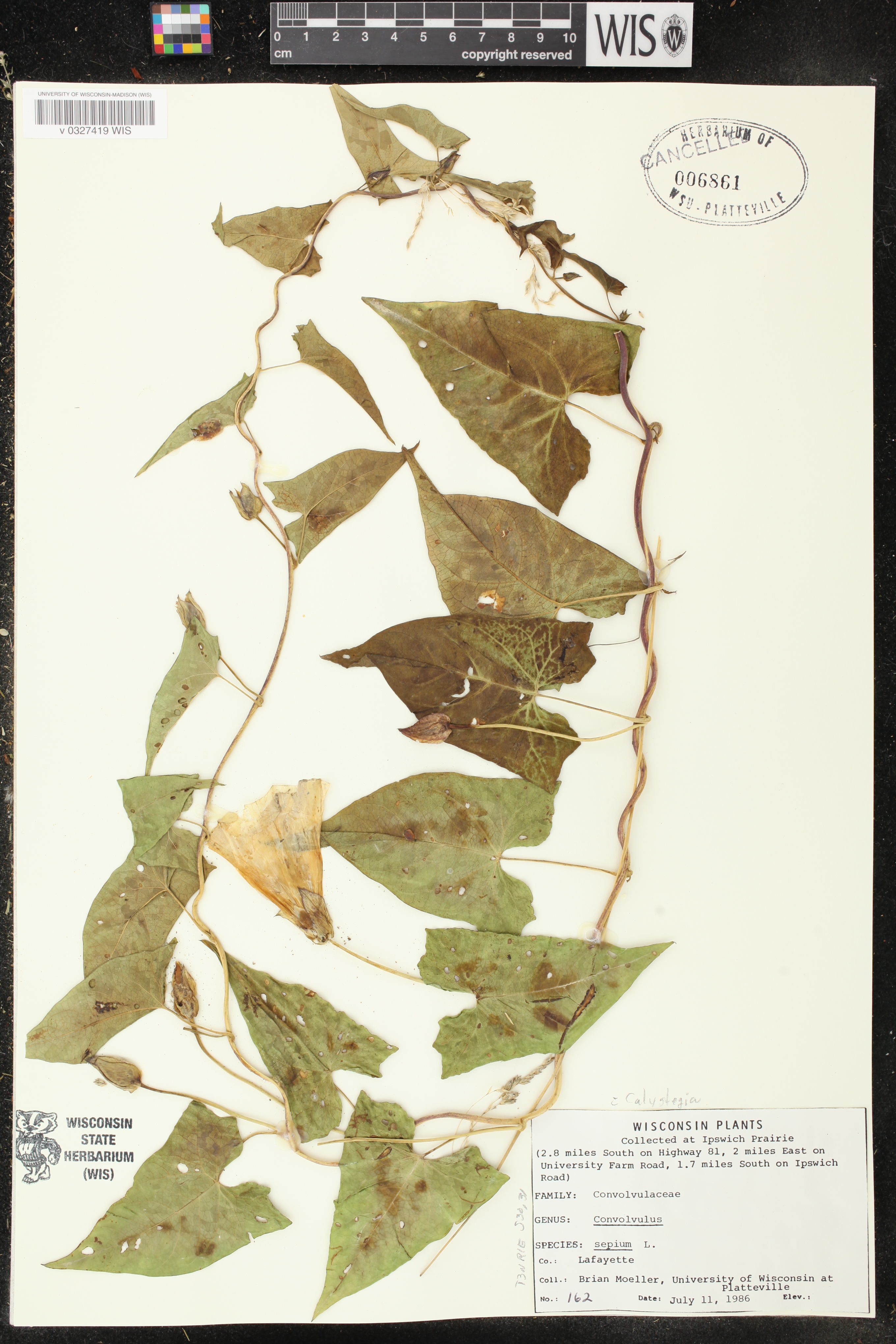 Calystegia sepium image
