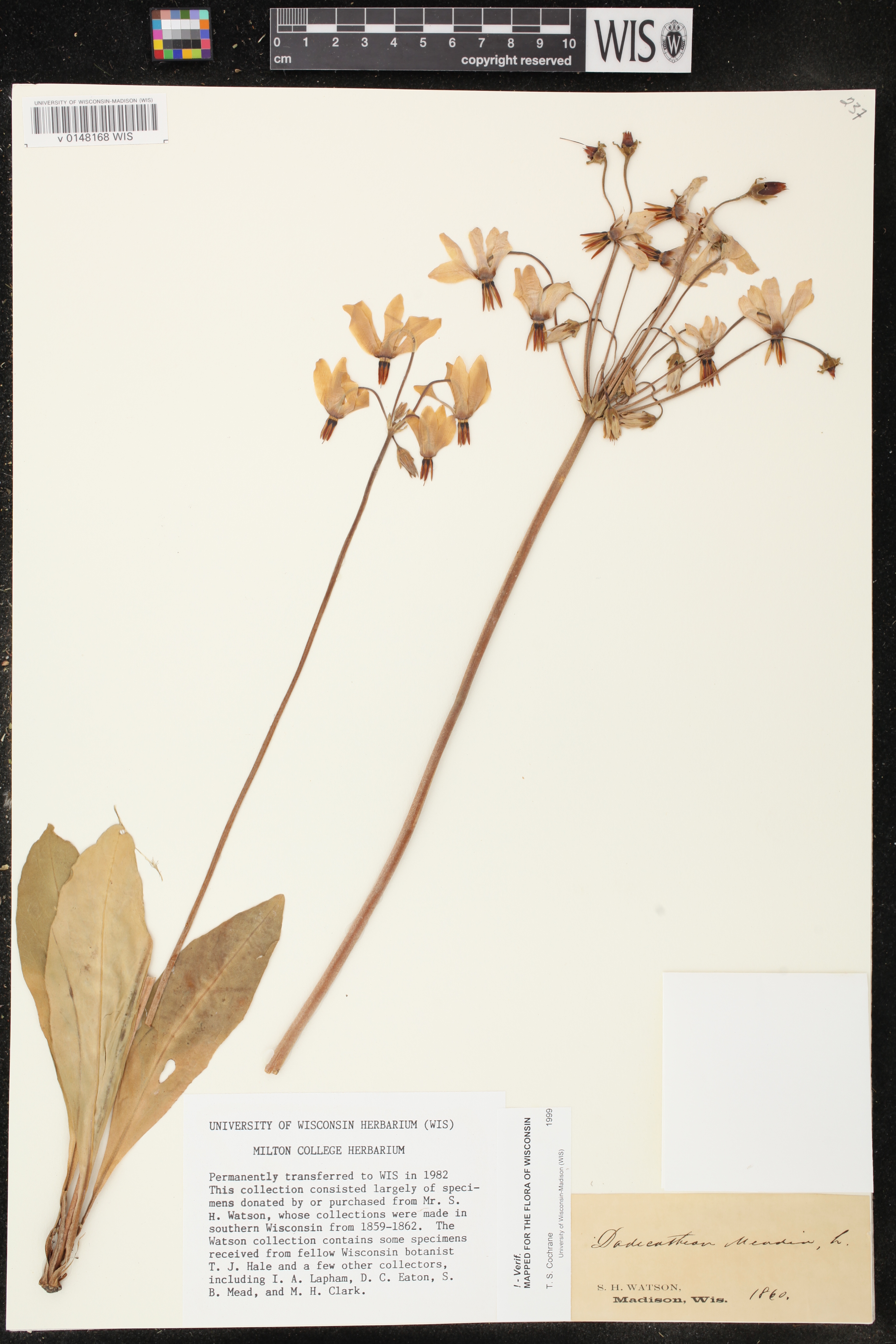 Primula meadia image
