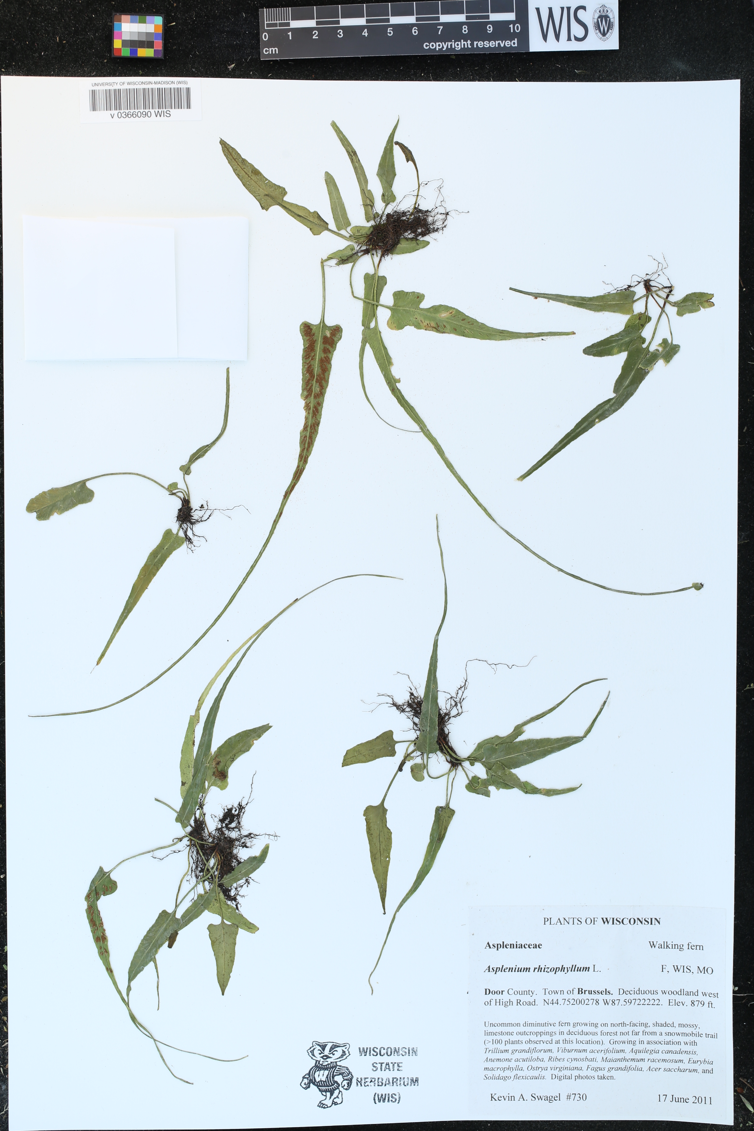 Asplenium rhizophyllum image