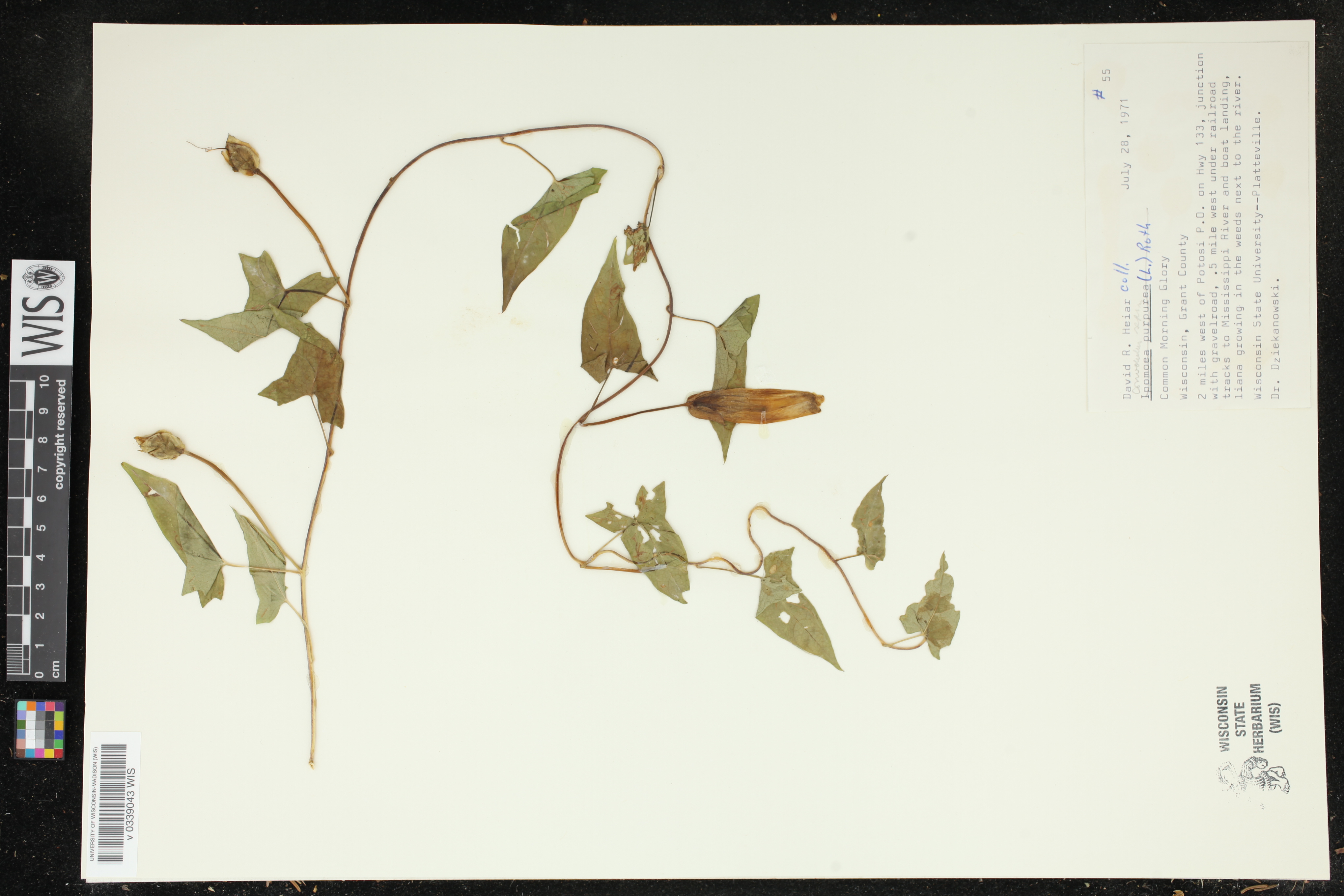 Calystegia sepium image