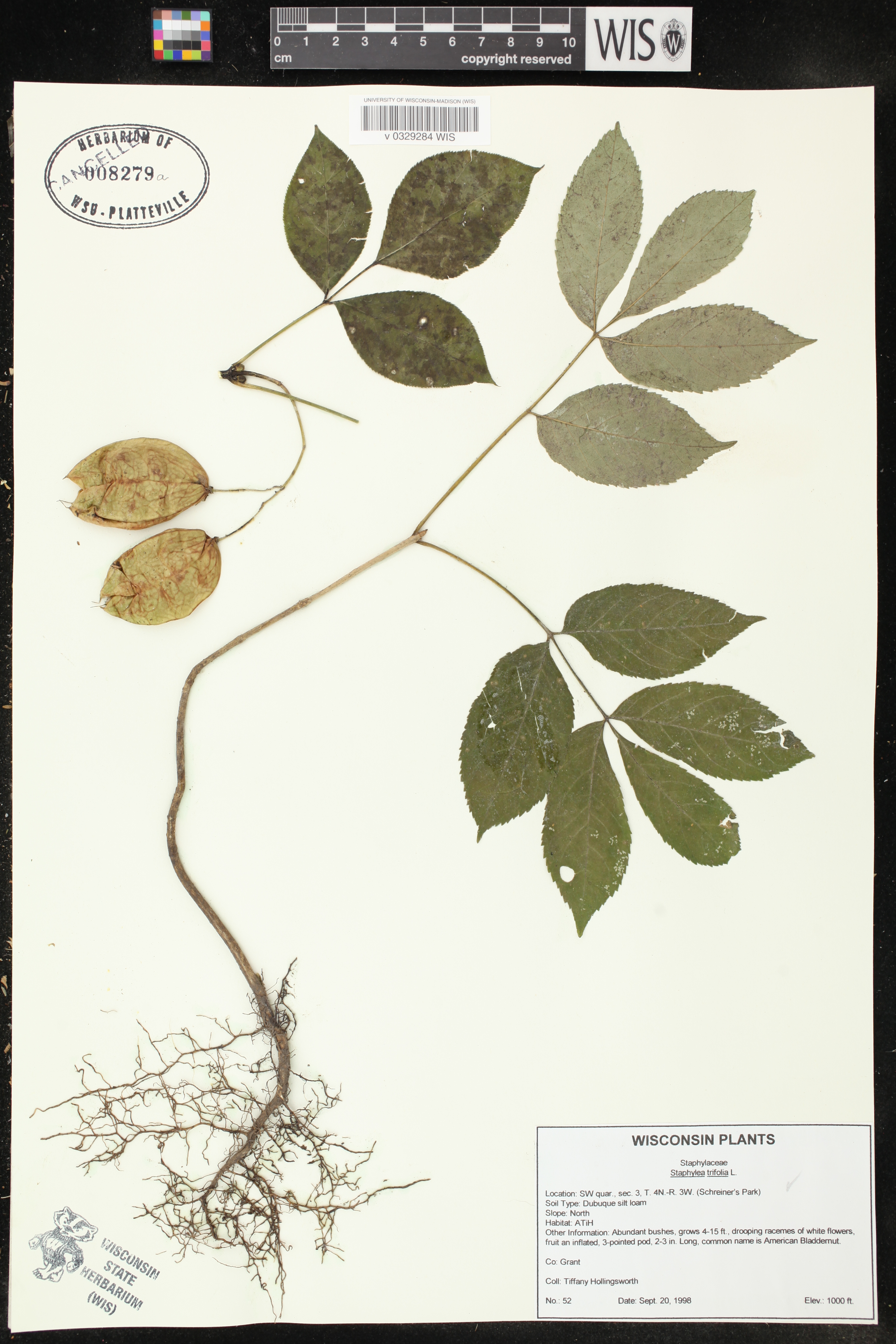 Staphylea trifolia image