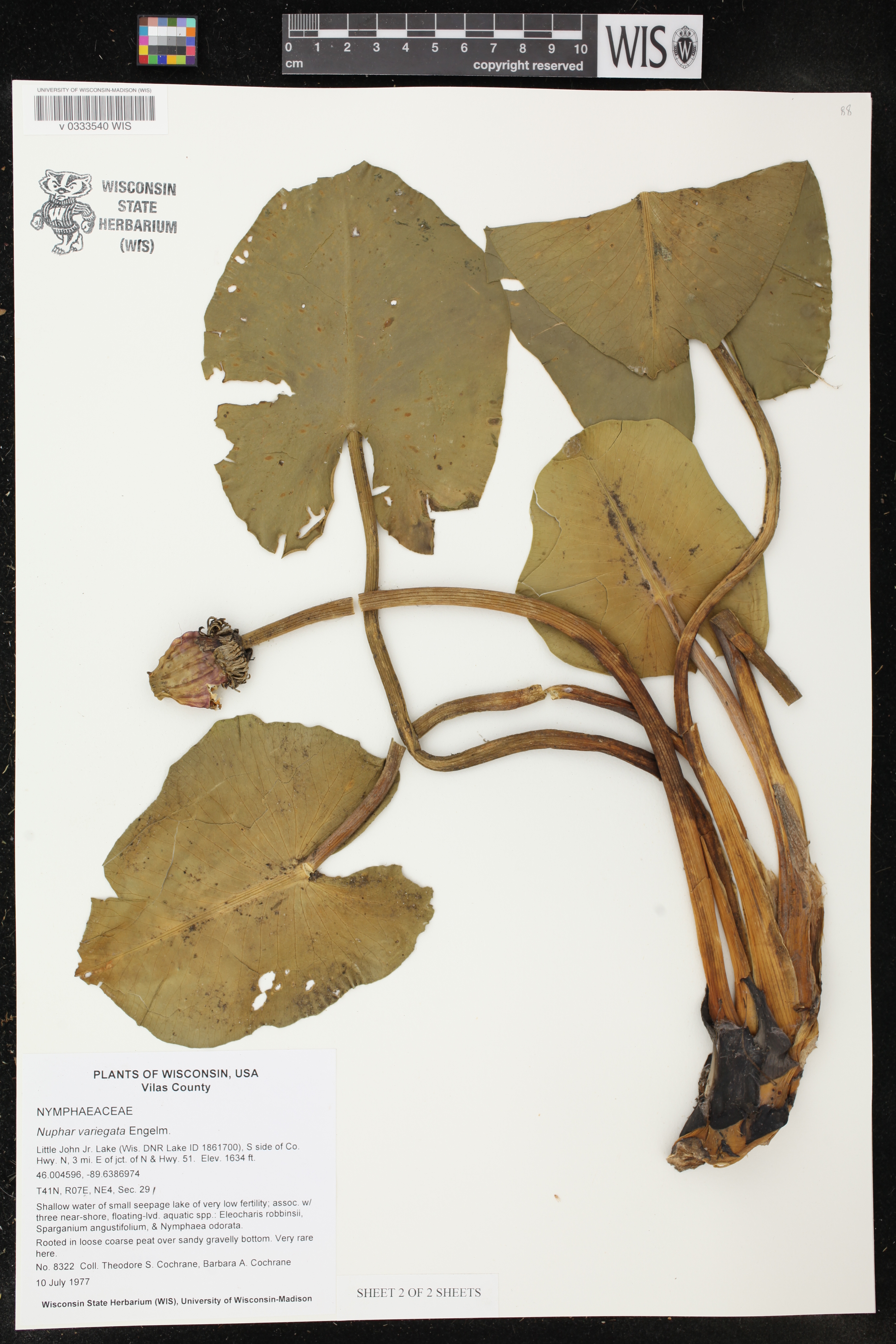 Nuphar variegata image