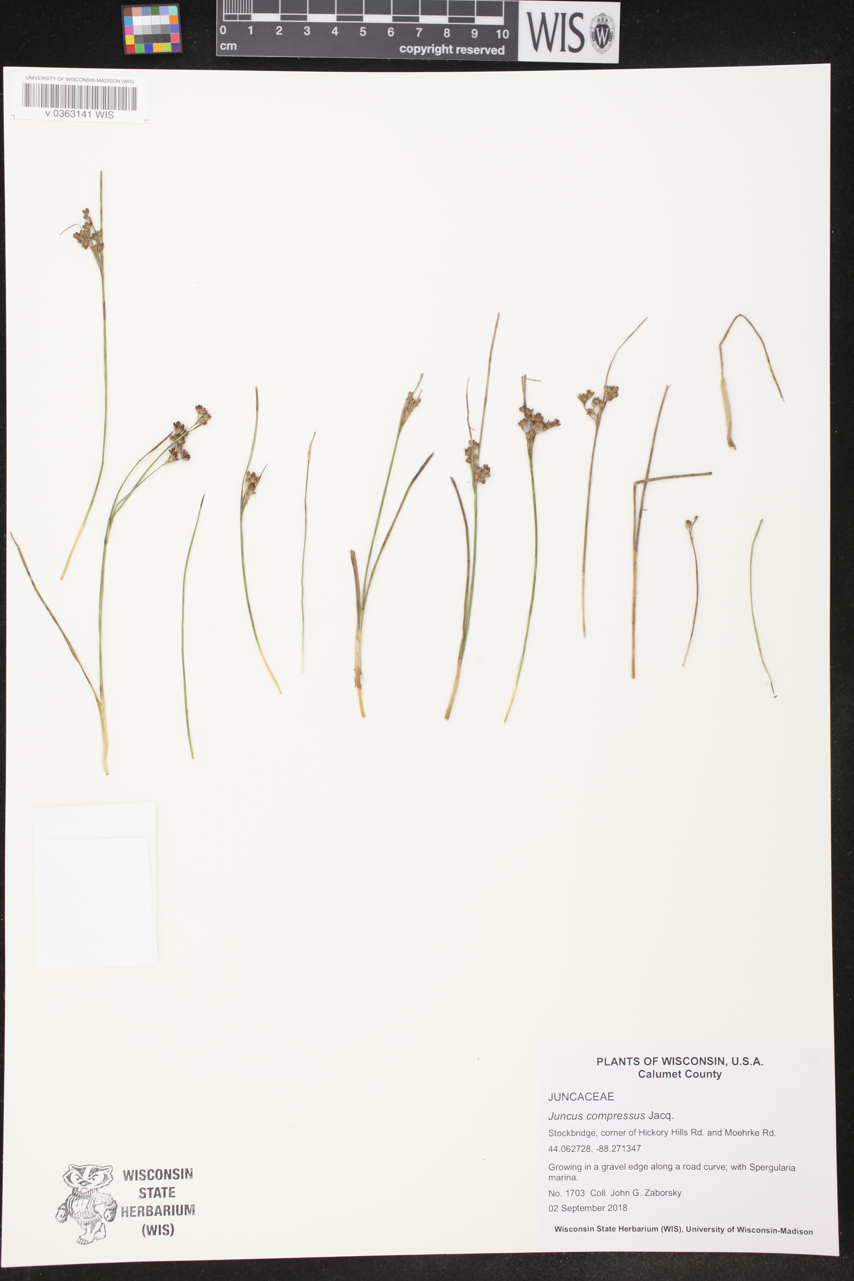 Juncus compressus image