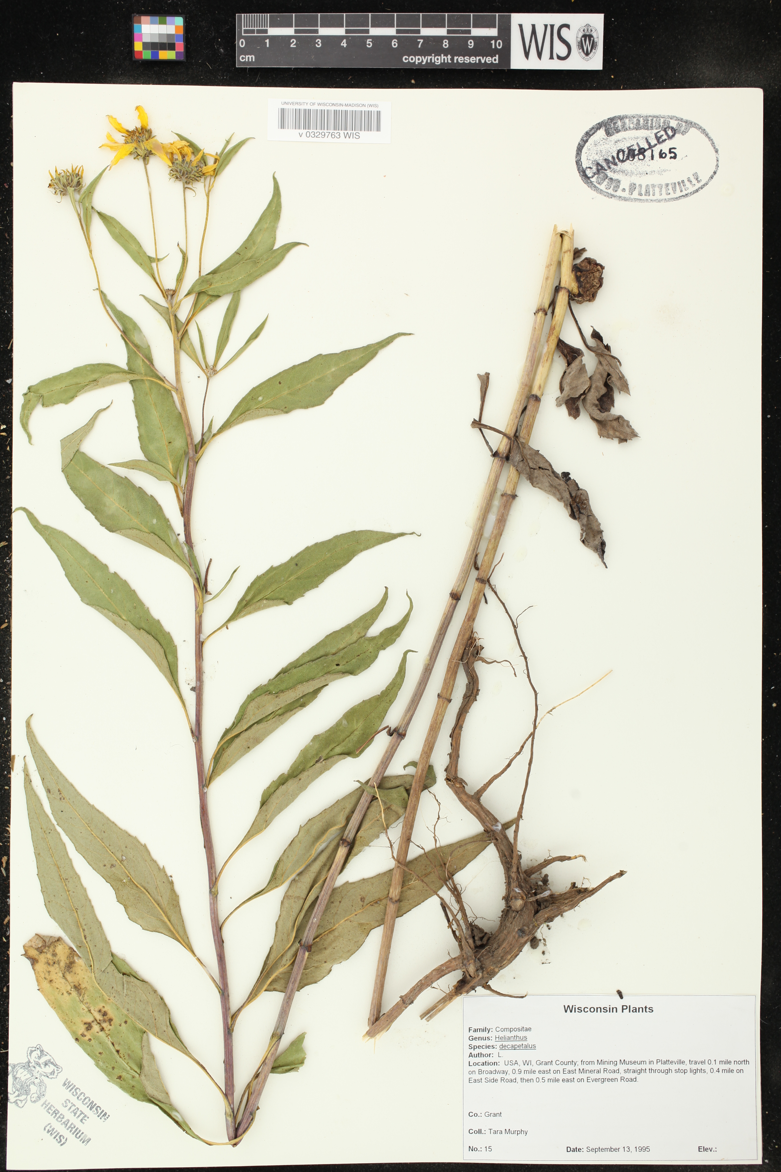 Helianthus decapetalus image