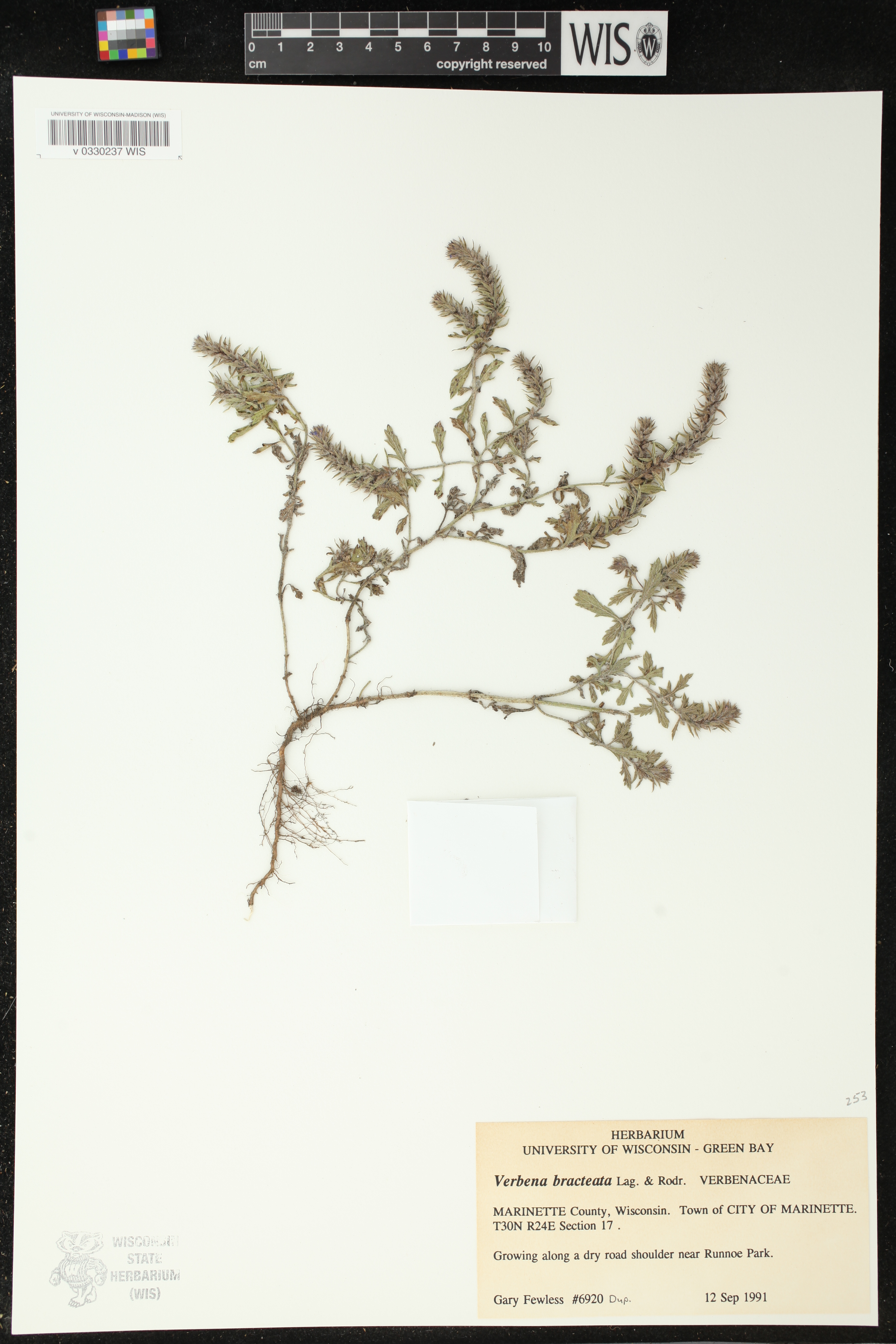 Verbena bracteata image