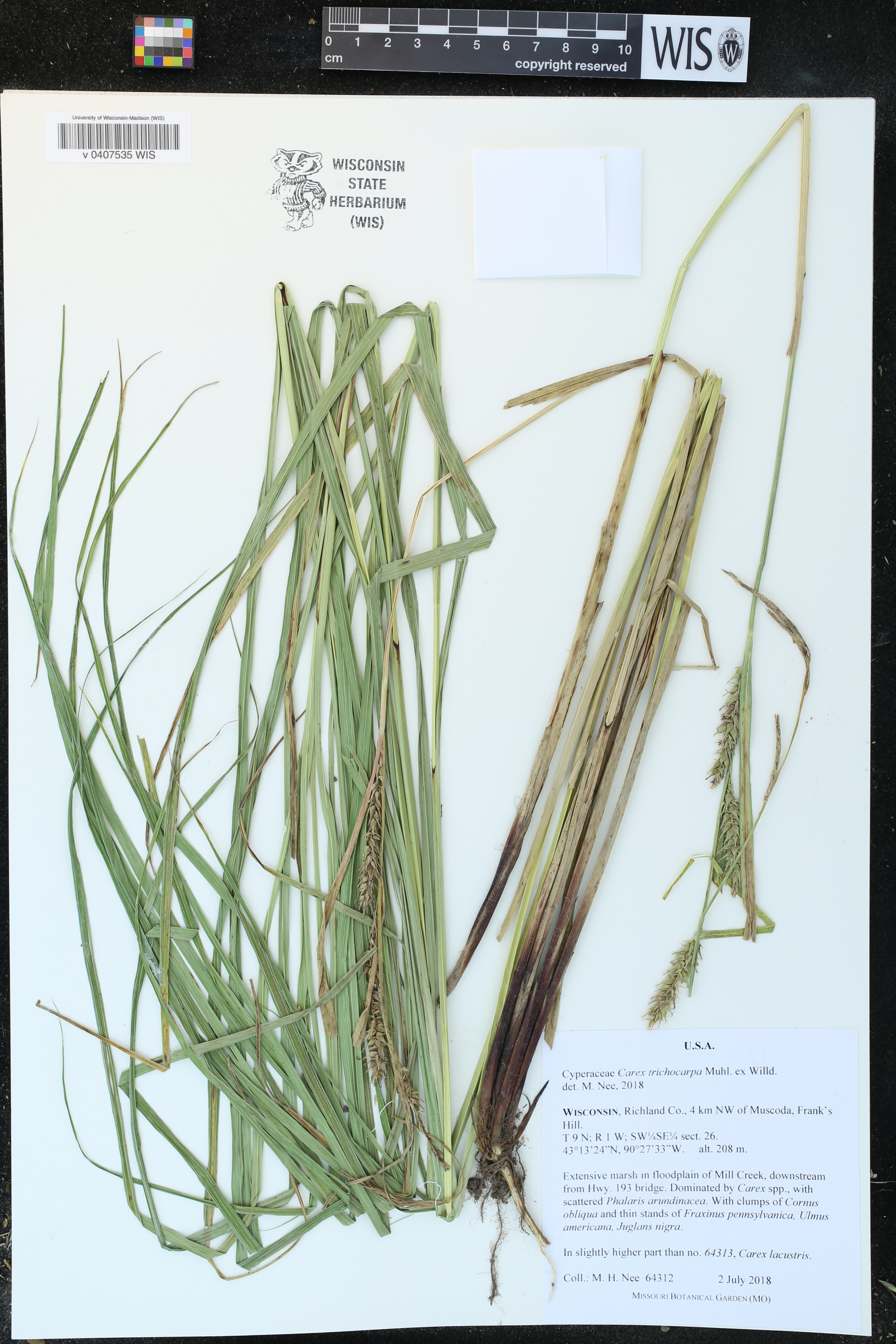 Carex trichocarpa image