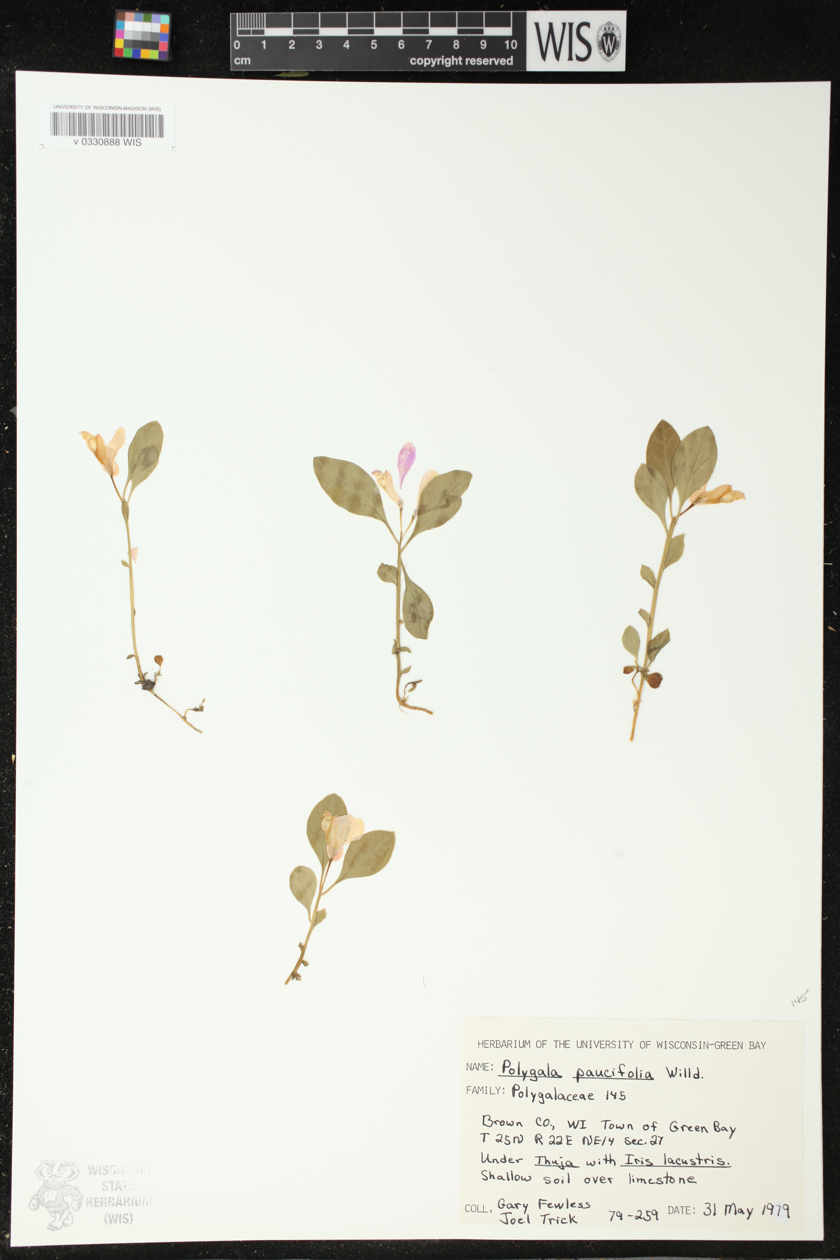 Polygala paucifolia image