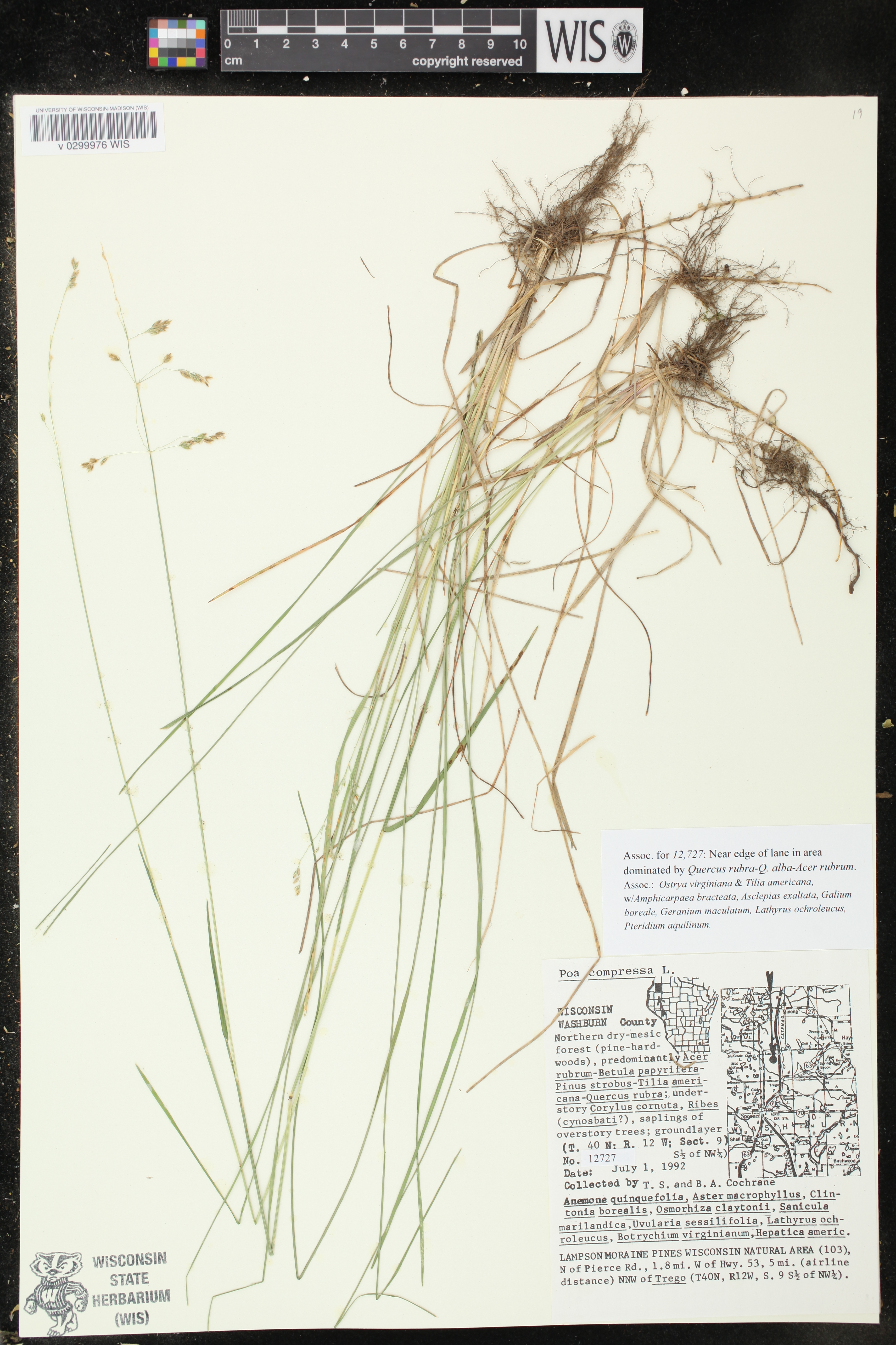 Poa compressa image