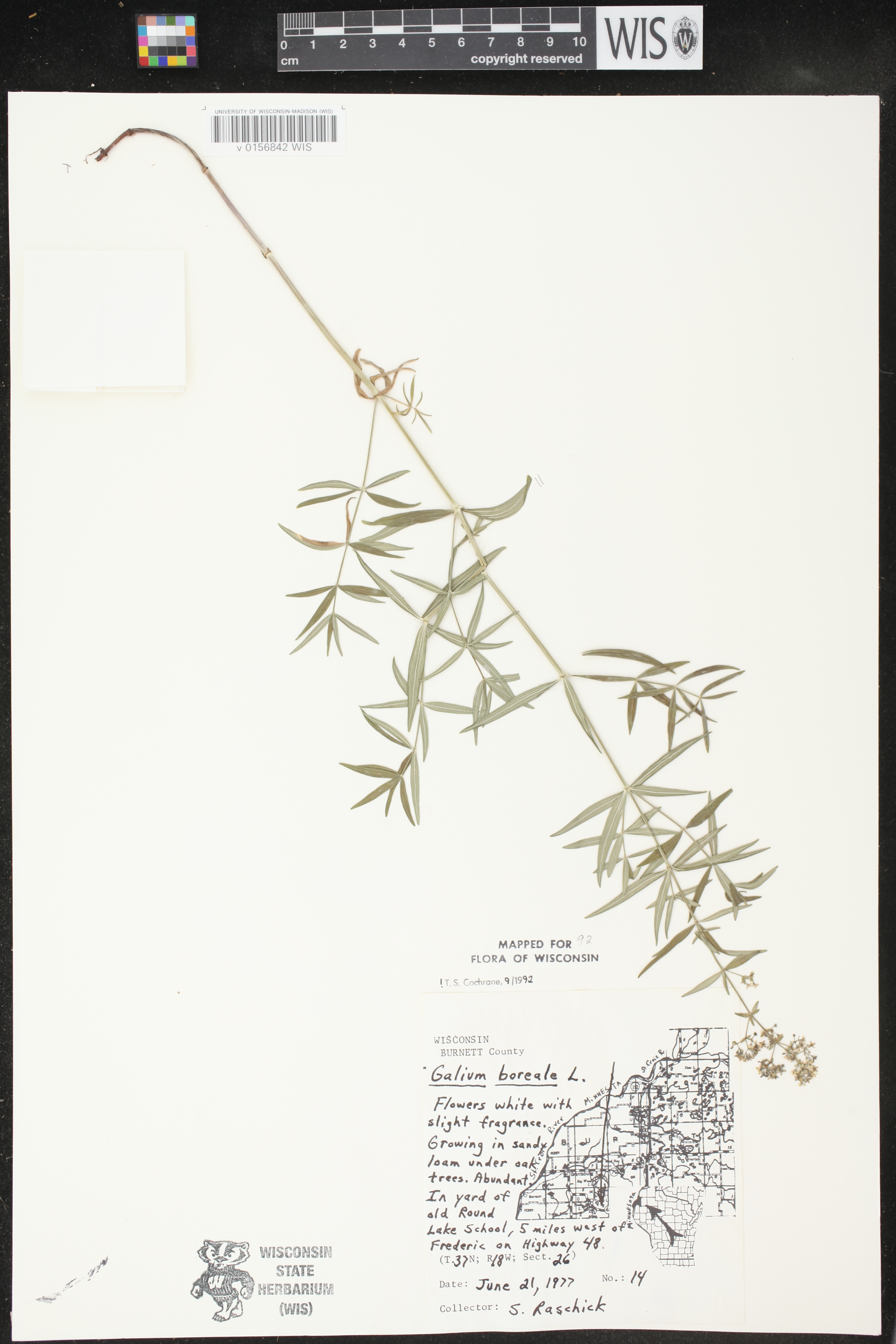 Galium boreale image