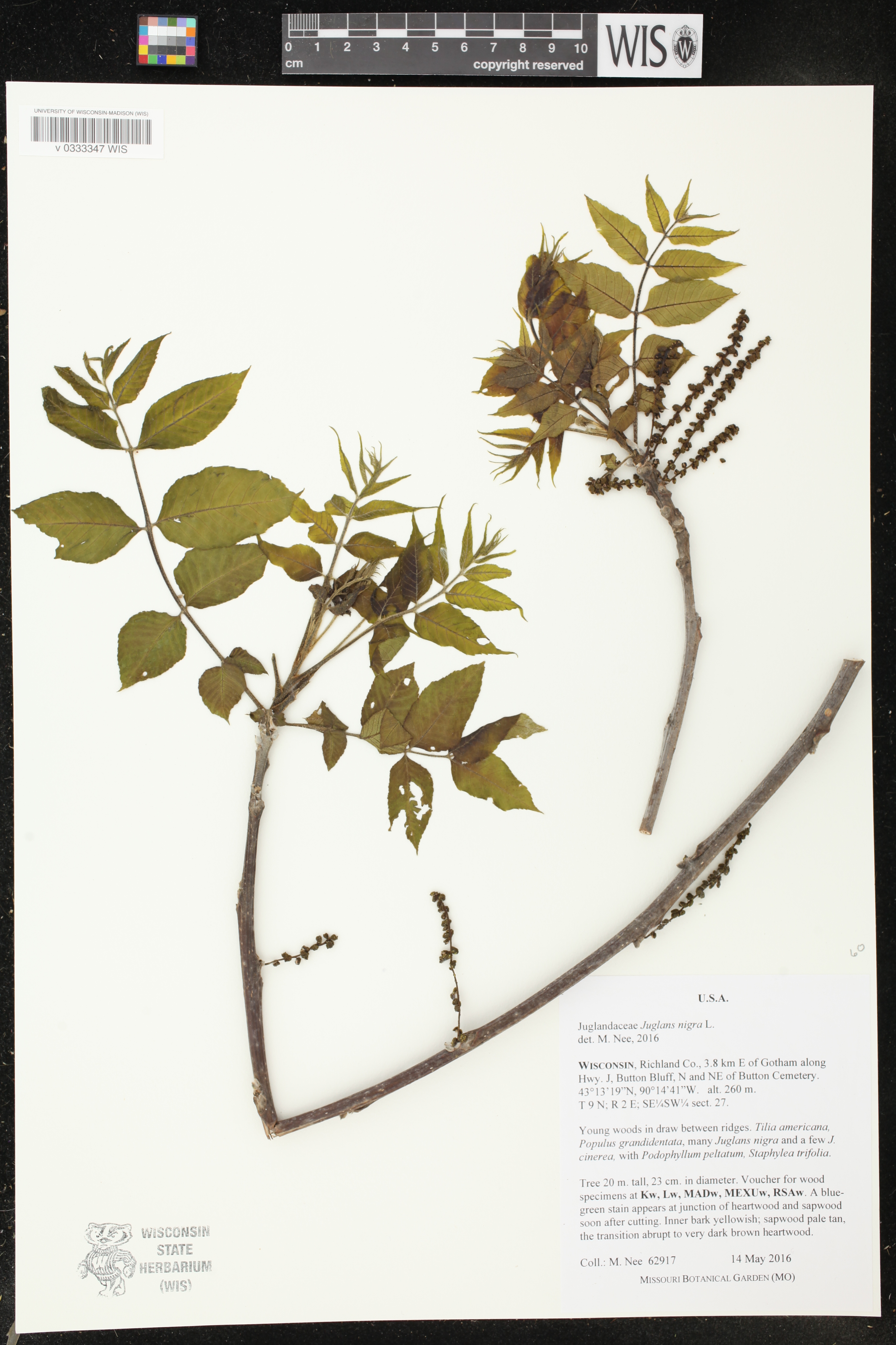 Juglans nigra image