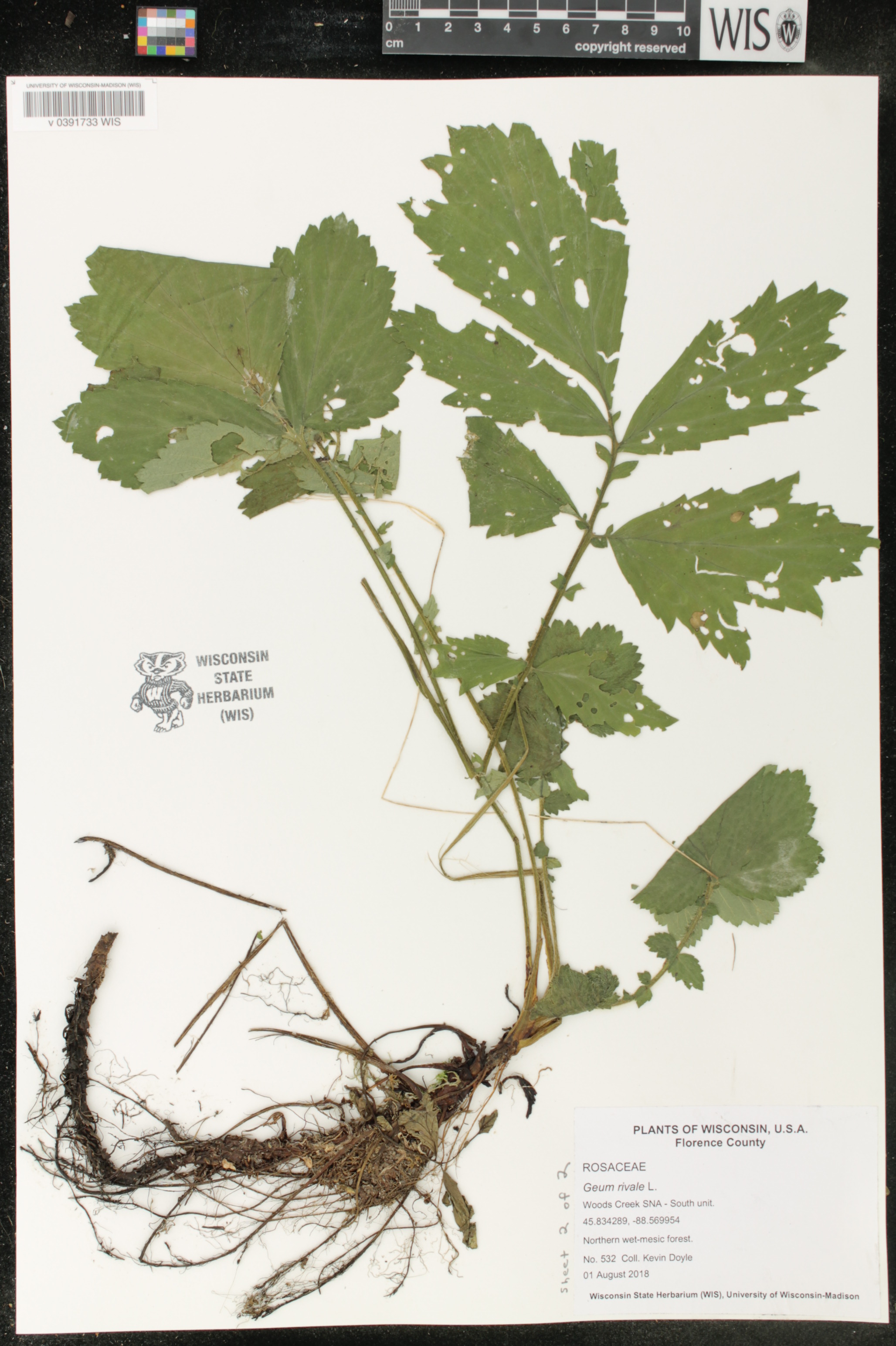 Geum rivale image