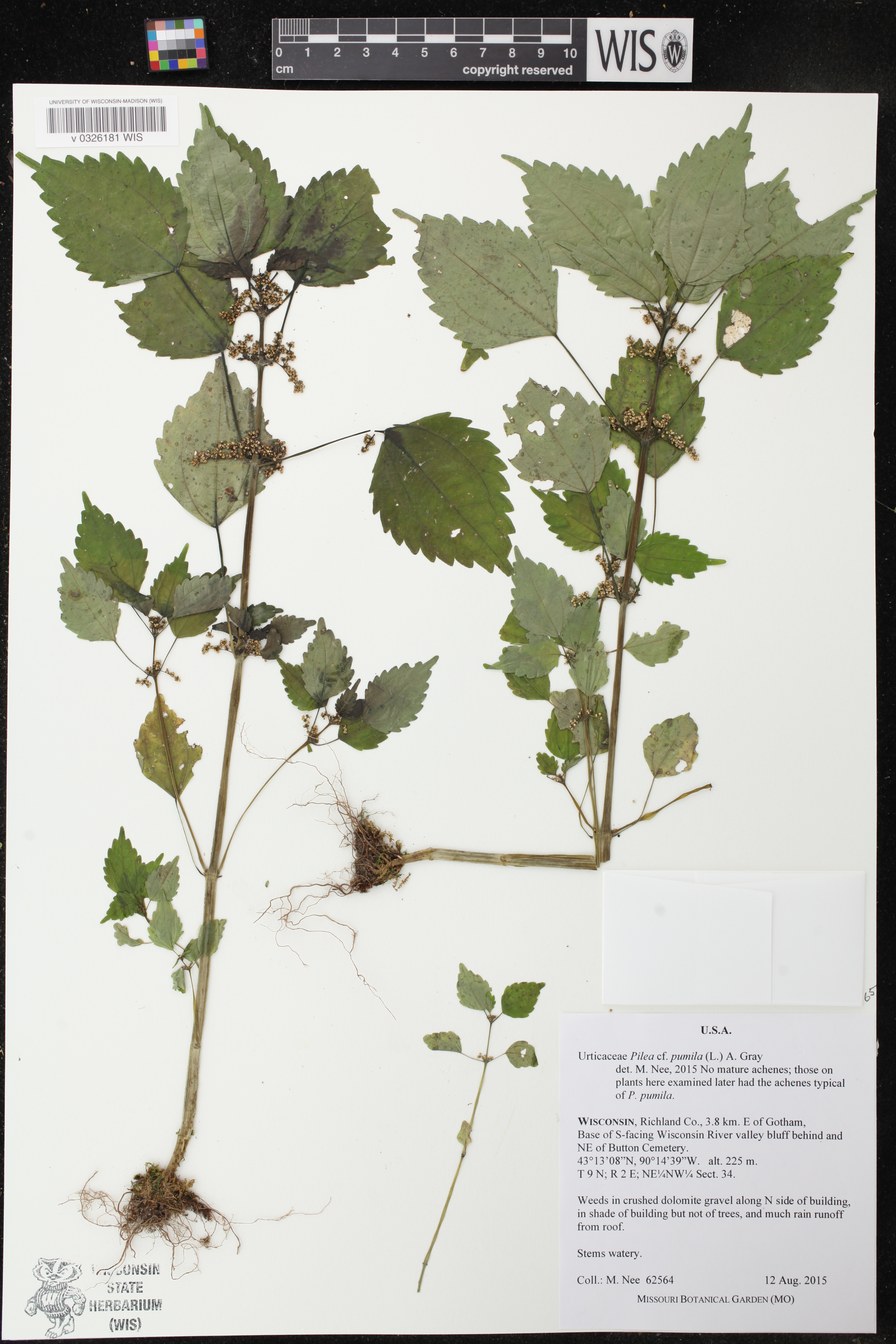 Pilea pumila image