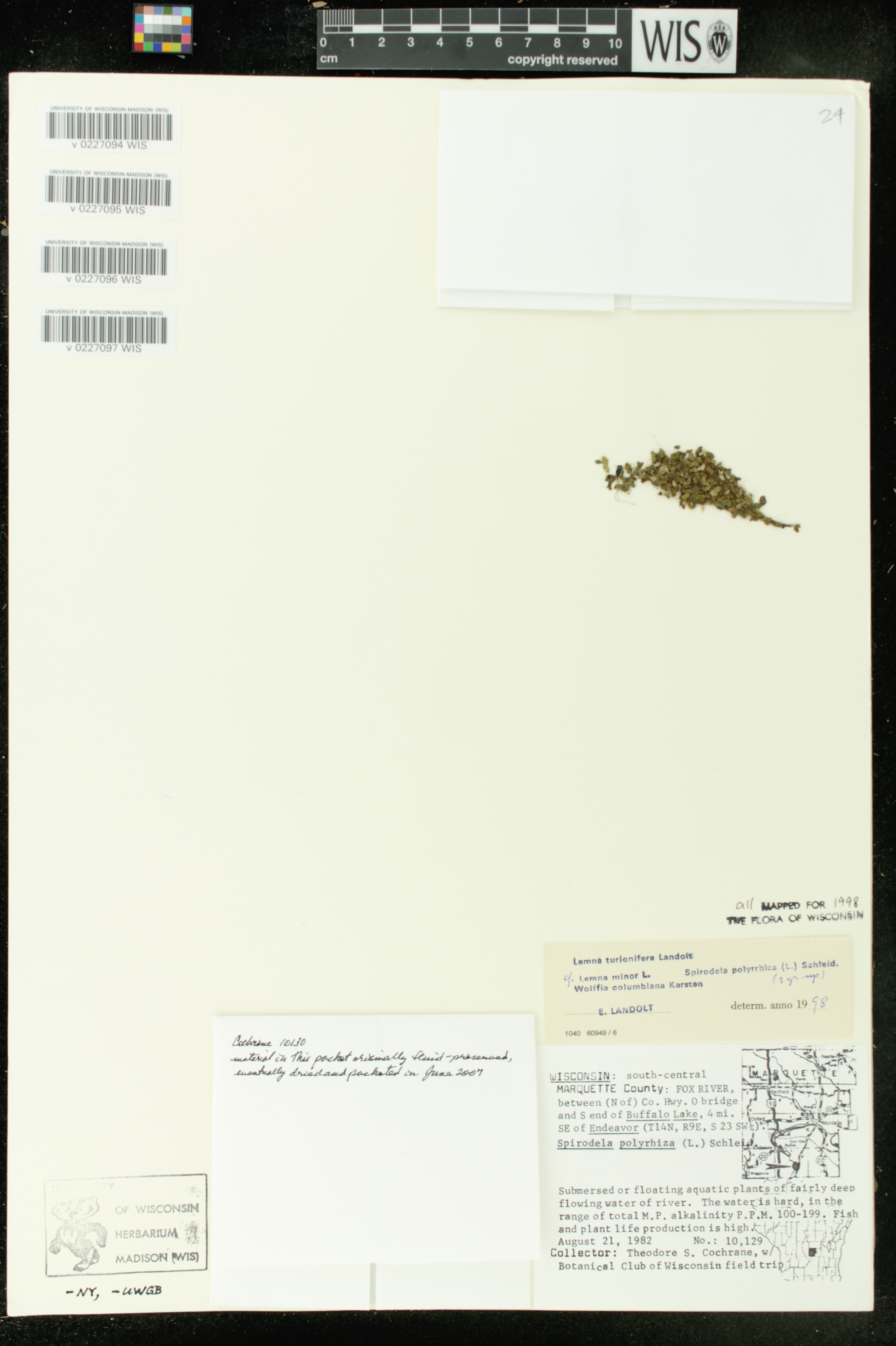 Lemna turionifera image