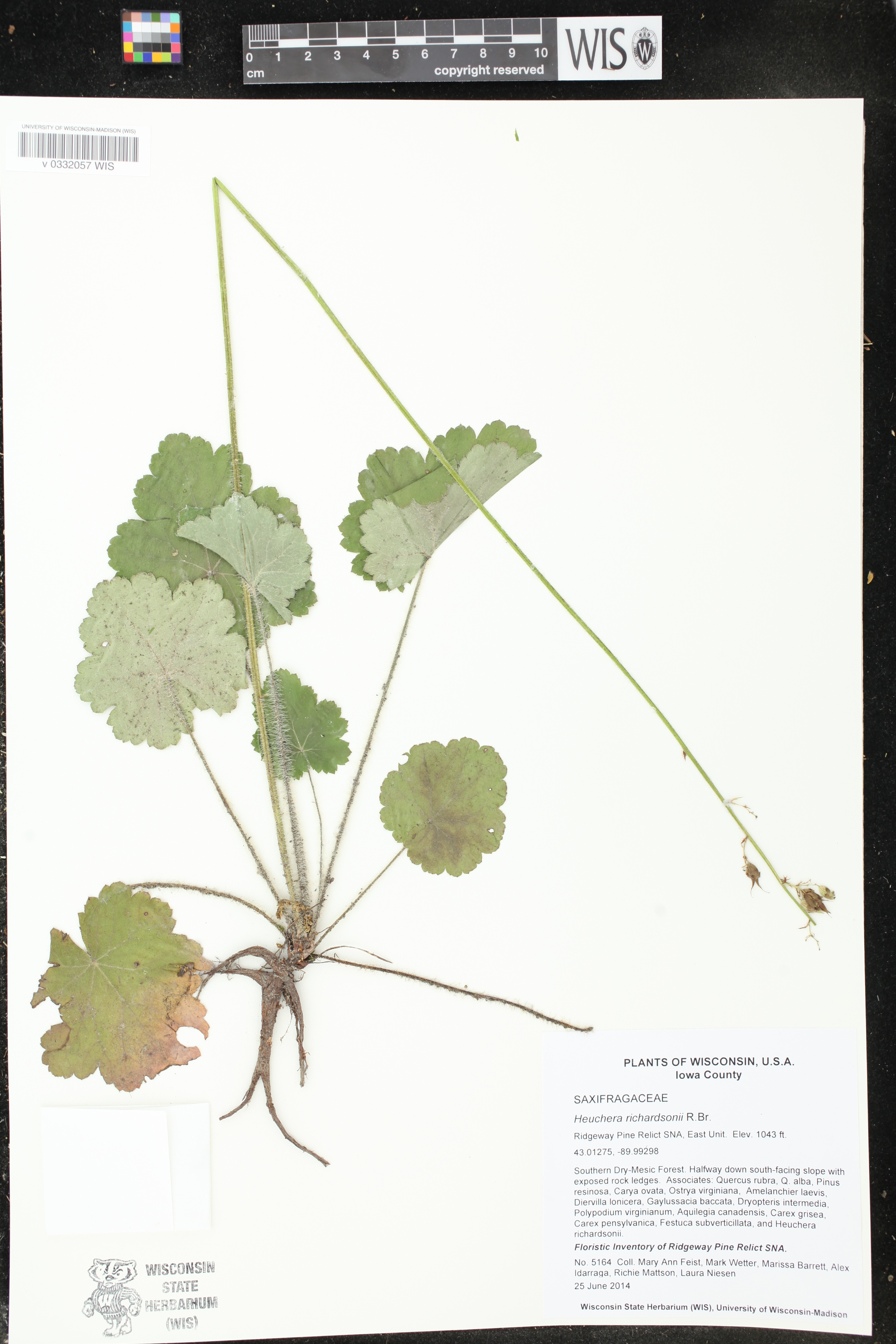 Heuchera richardsonii image