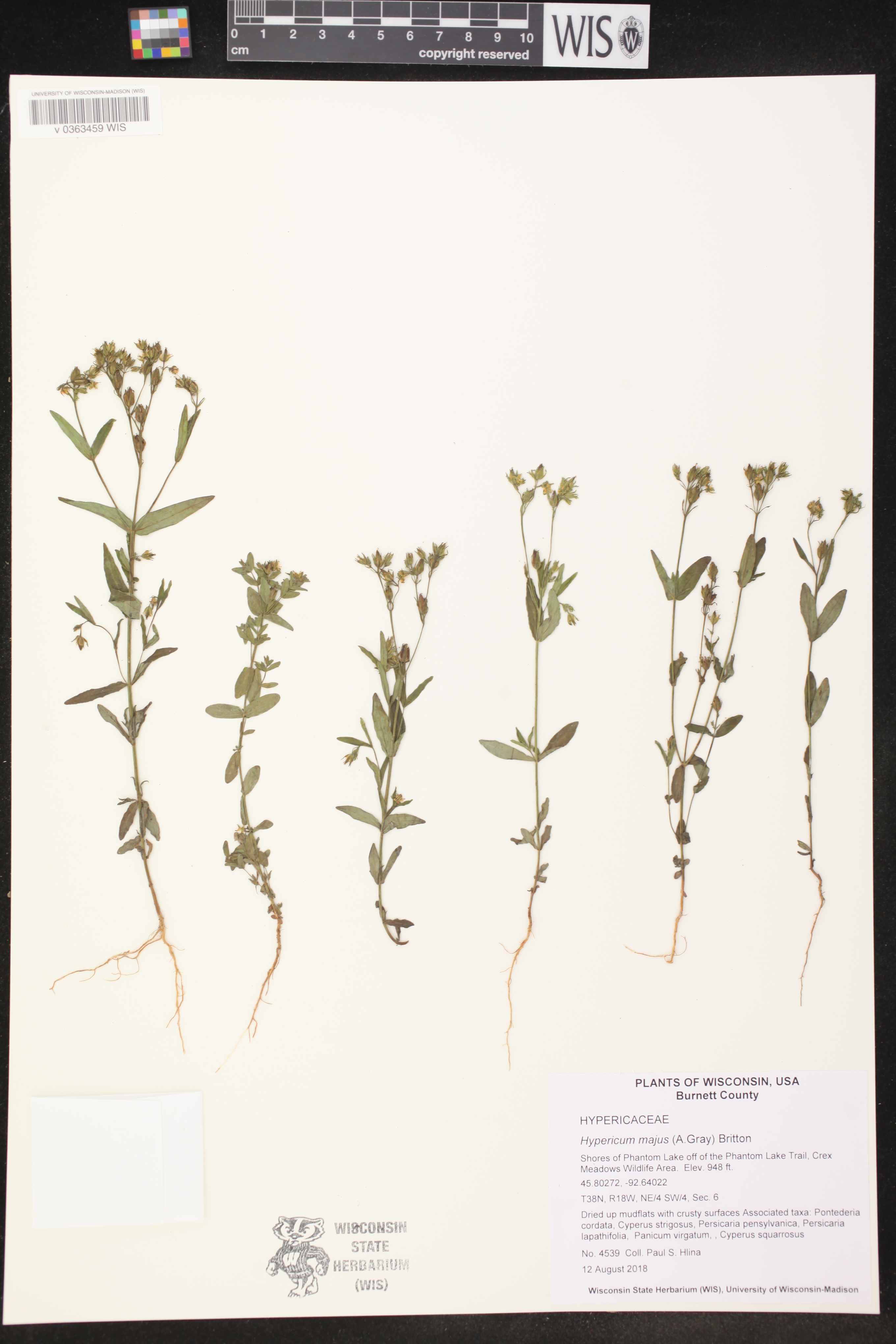 Hypericum majus image