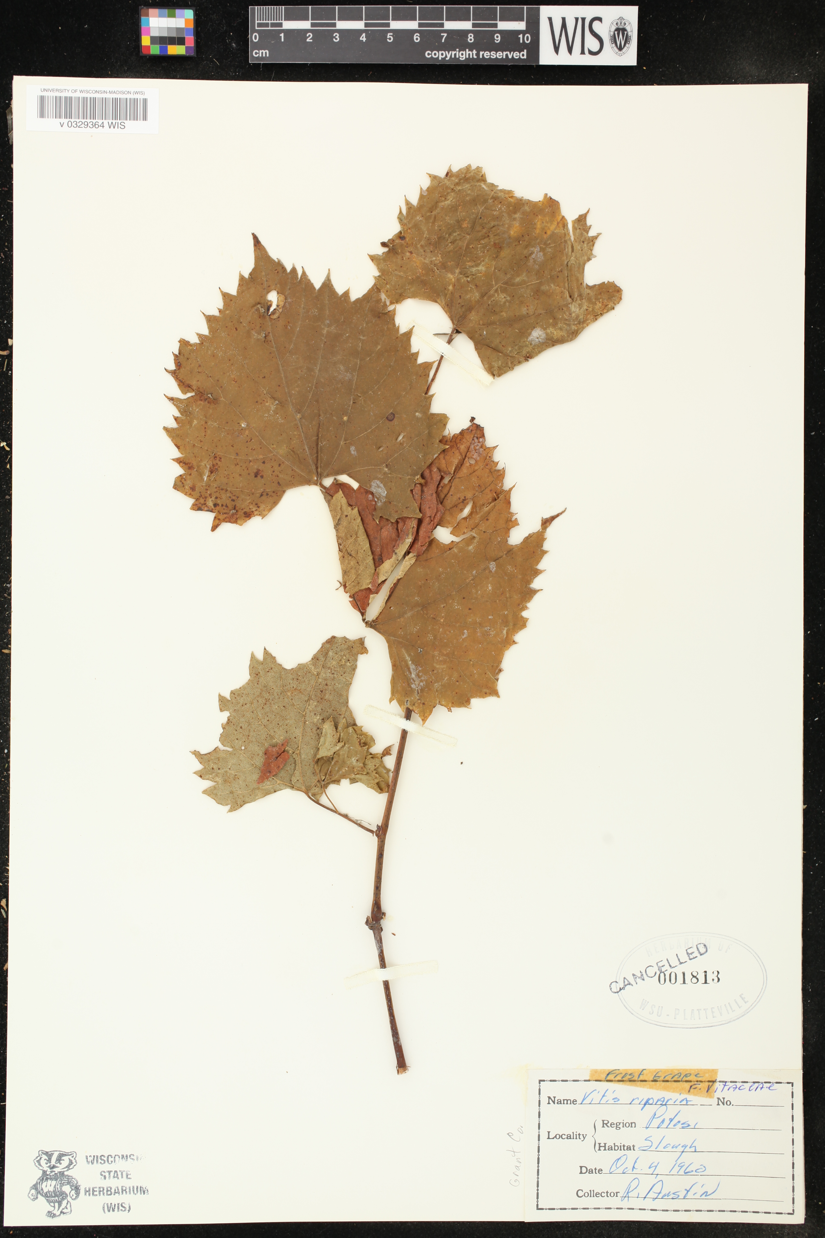 Vitis riparia image