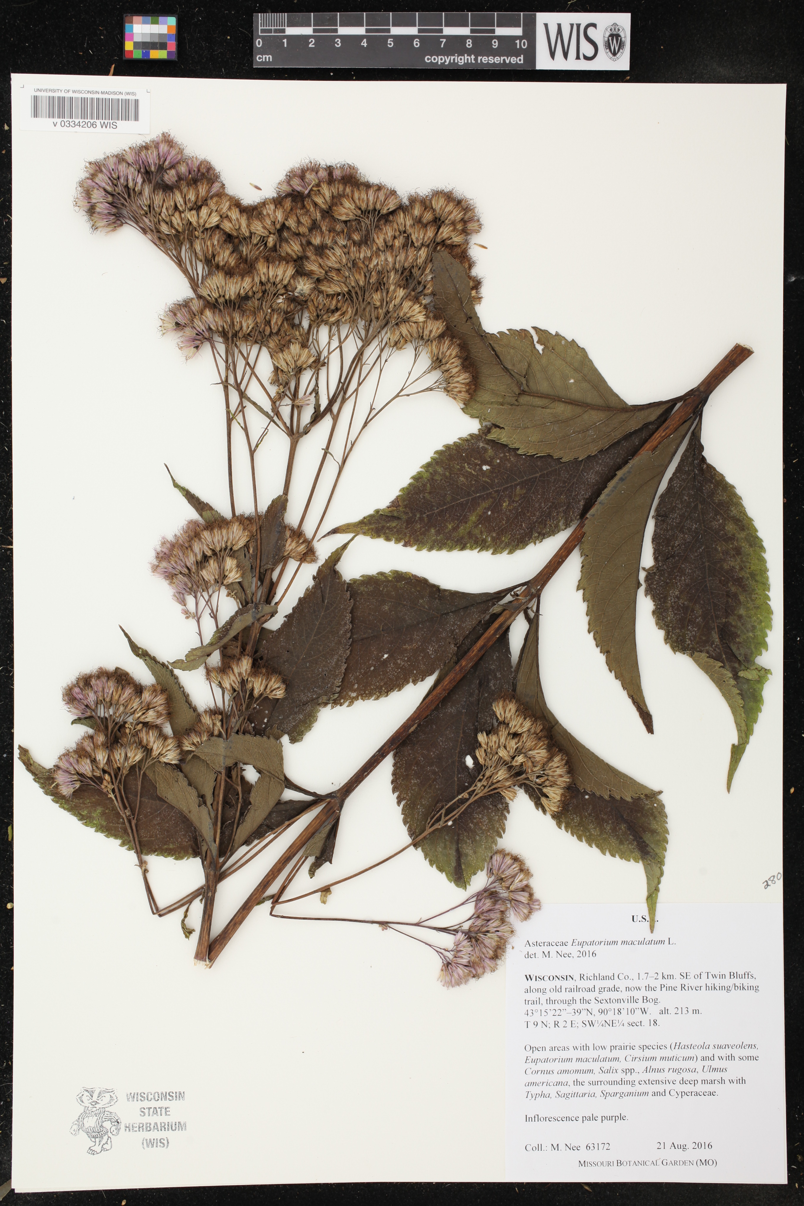 Eutrochium maculatum image