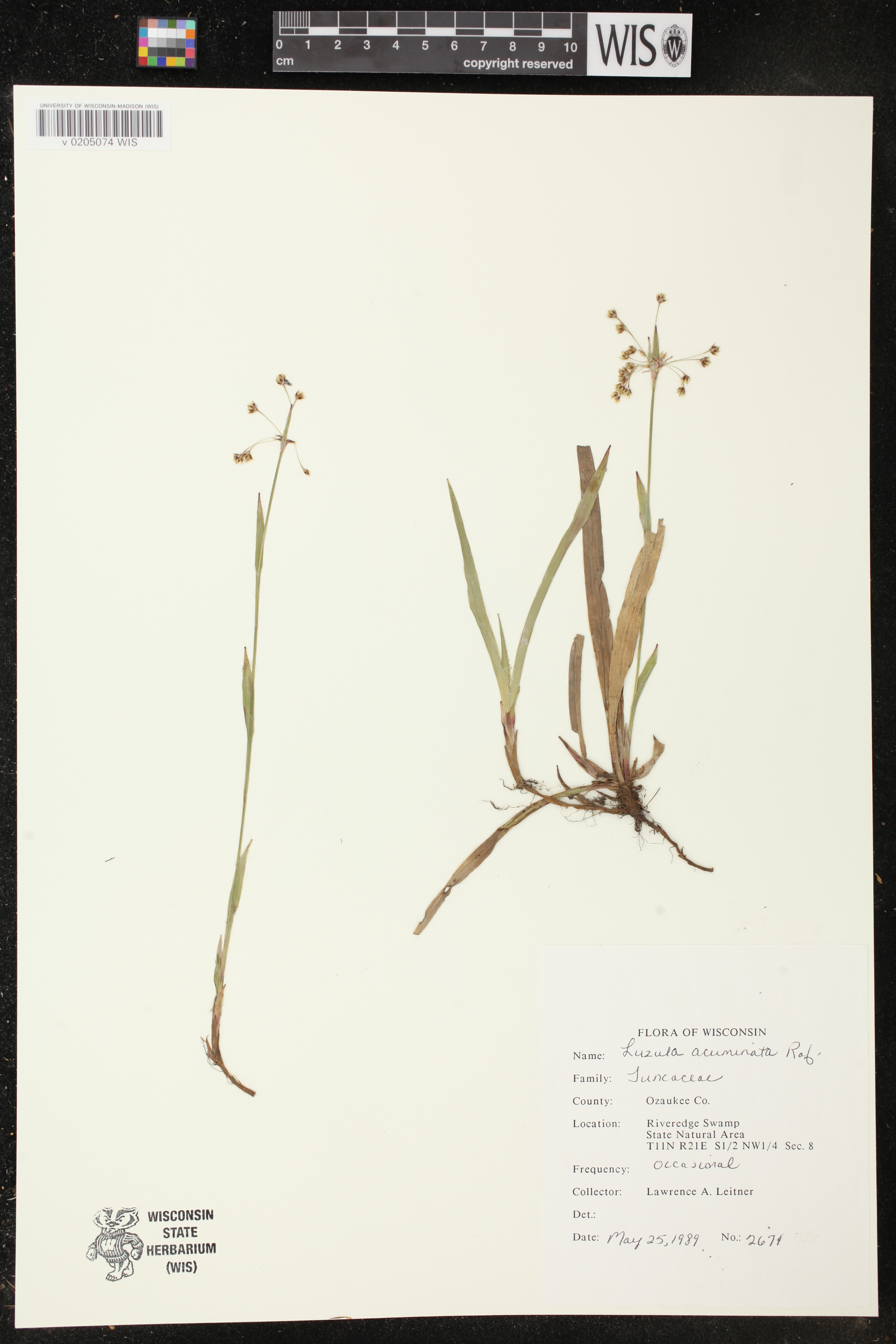 Luzula acuminata image