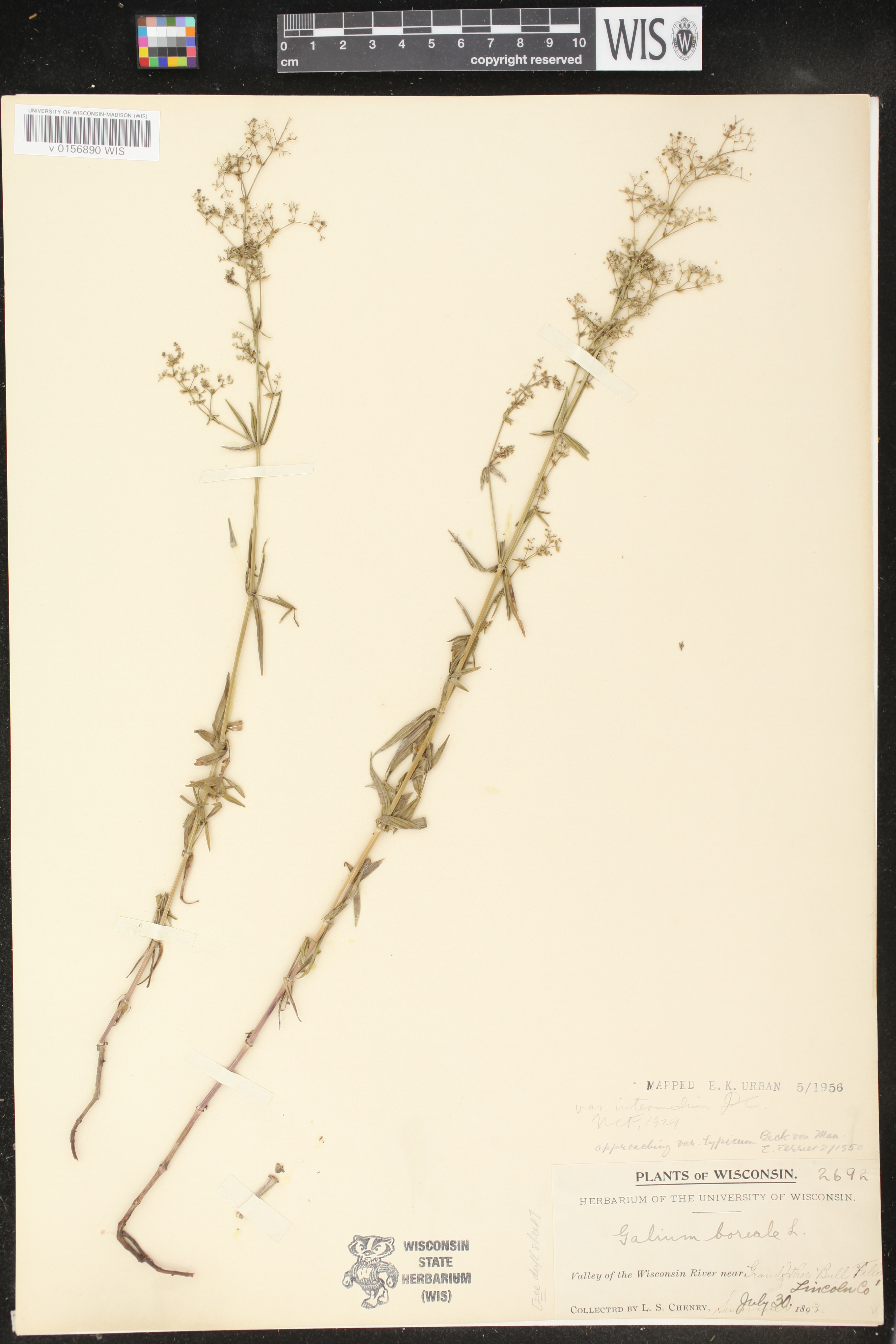 Galium boreale image