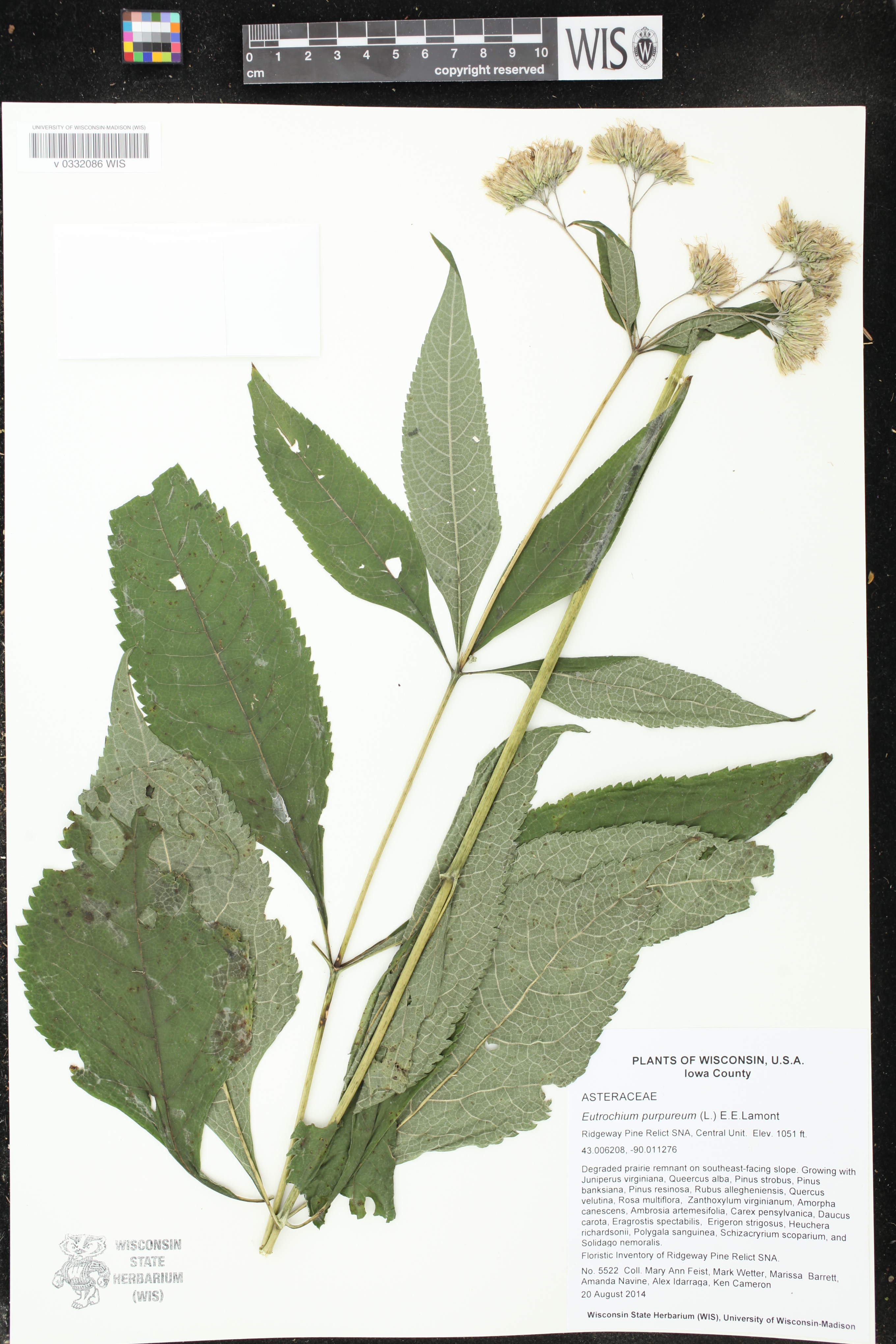 Eutrochium purpureum image