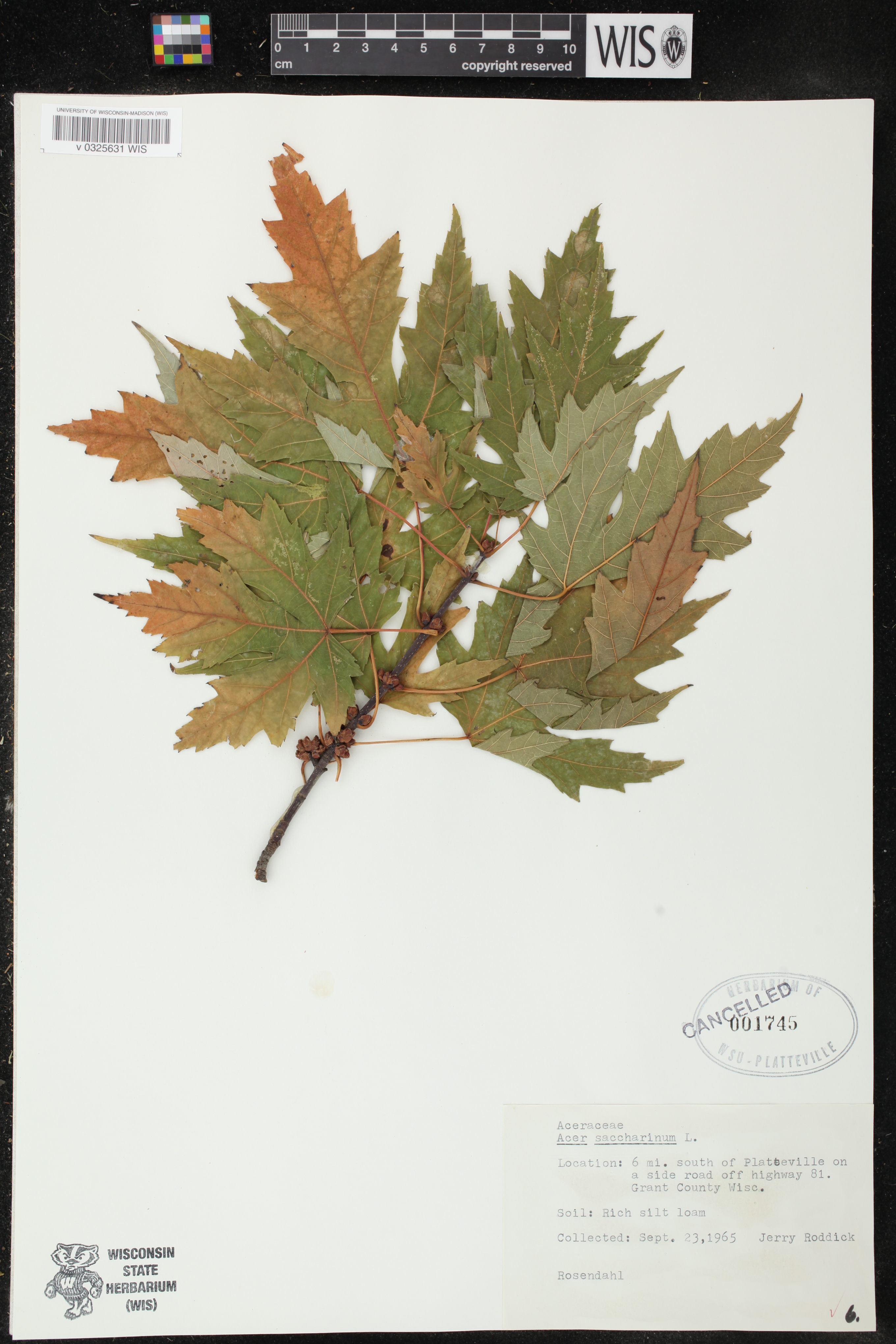 Acer saccharinum image