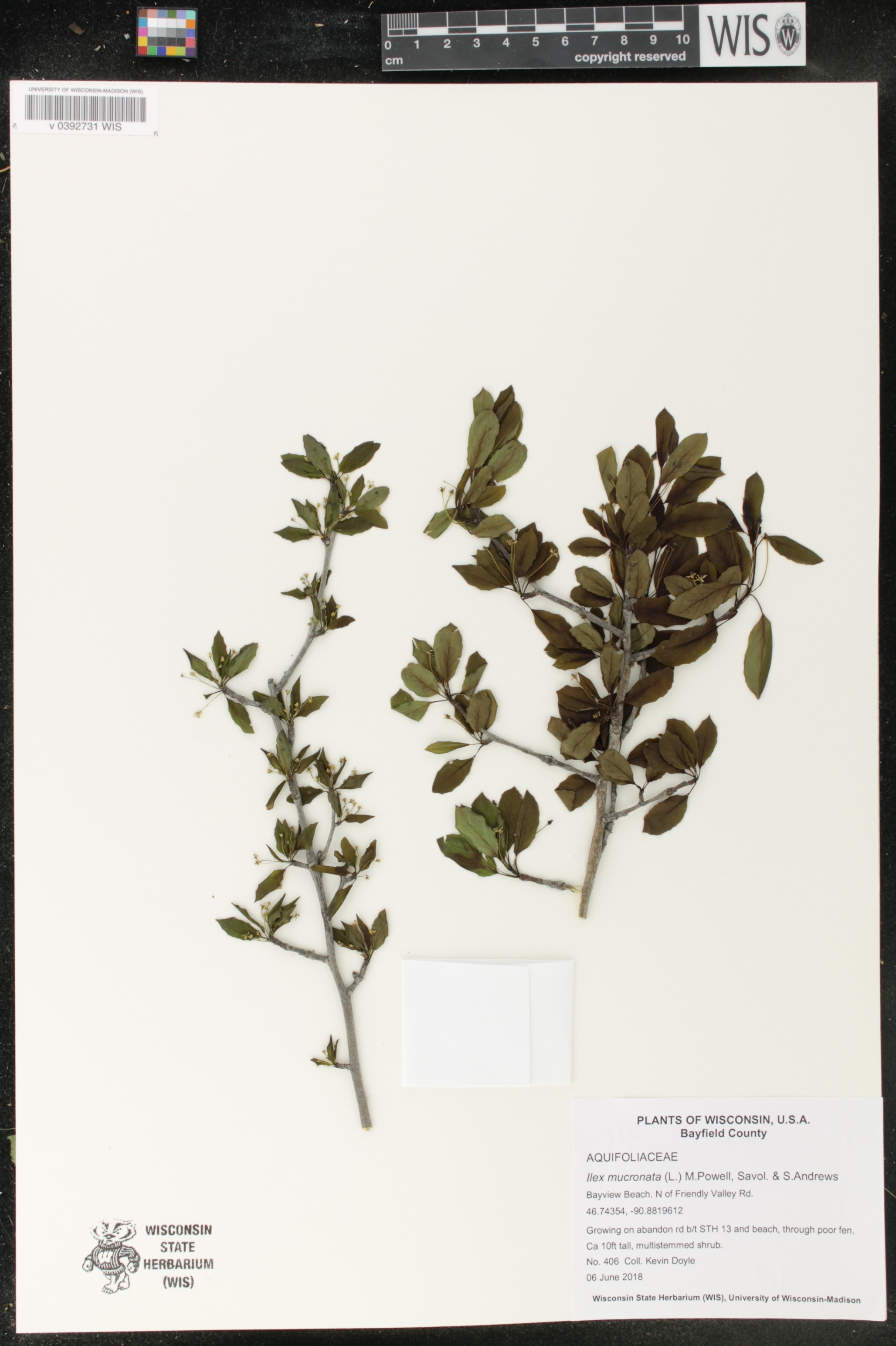 Ilex mucronata image