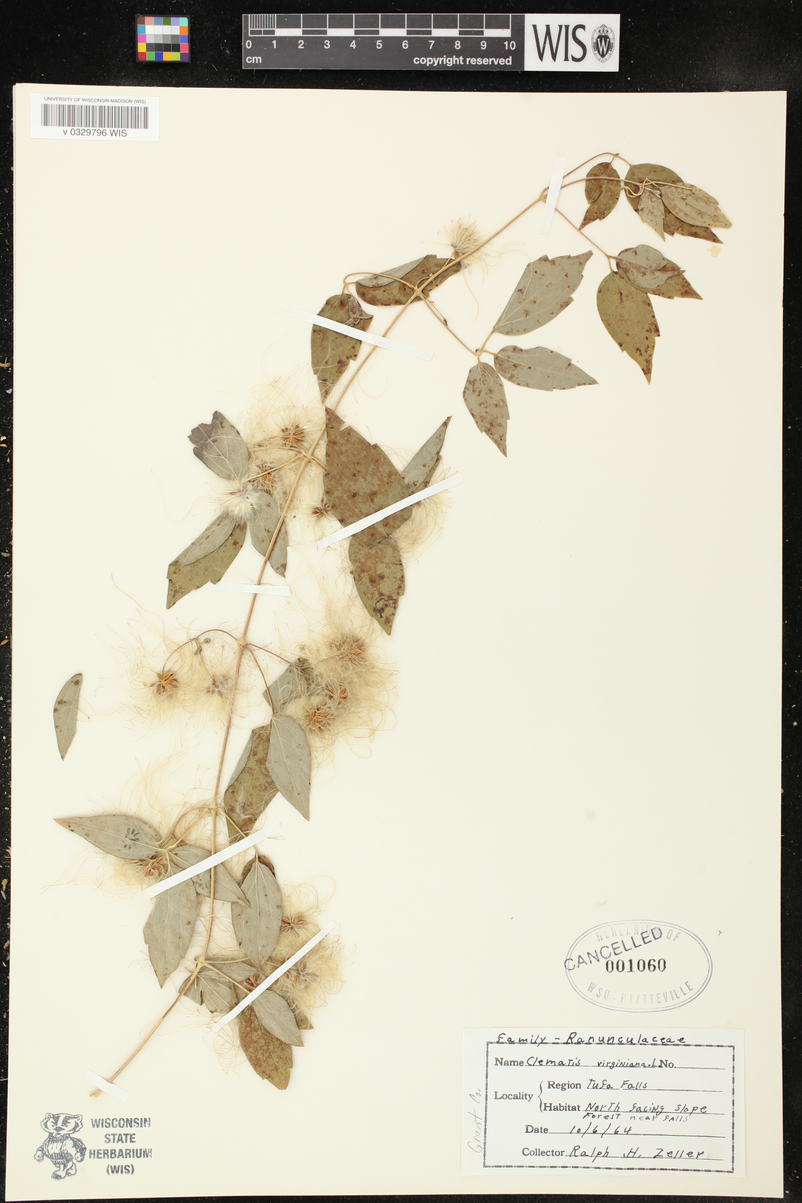 Clematis virginiana image