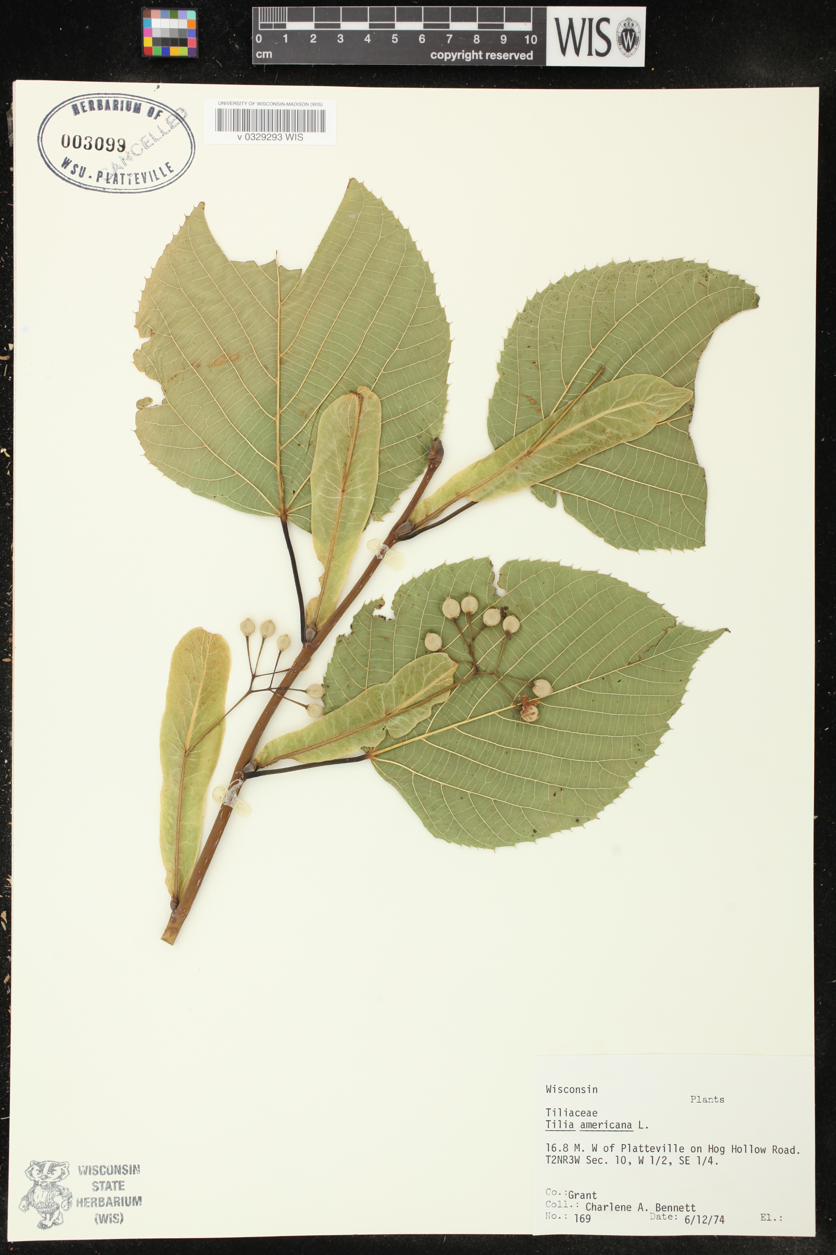 Tilia americana var. americana image