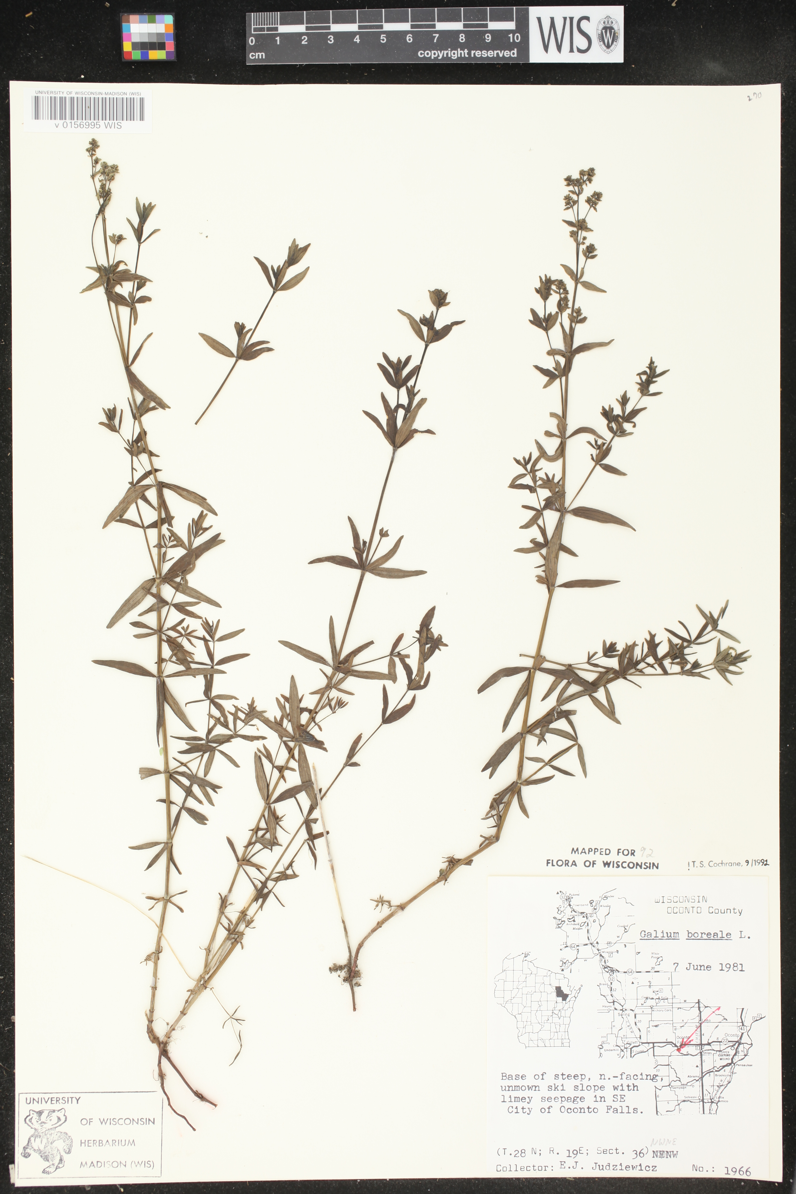 Galium boreale image