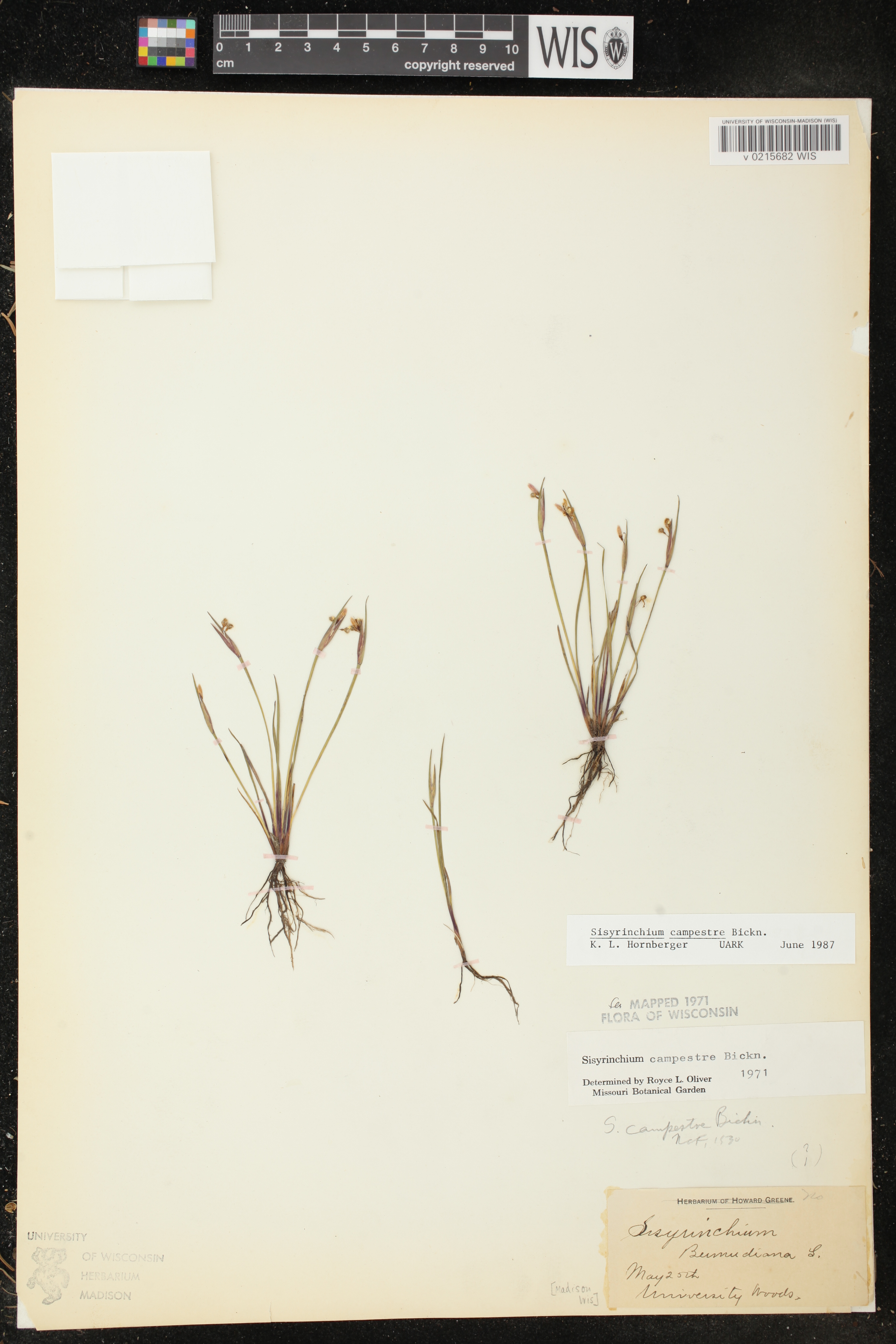 Sisyrinchium campestre image