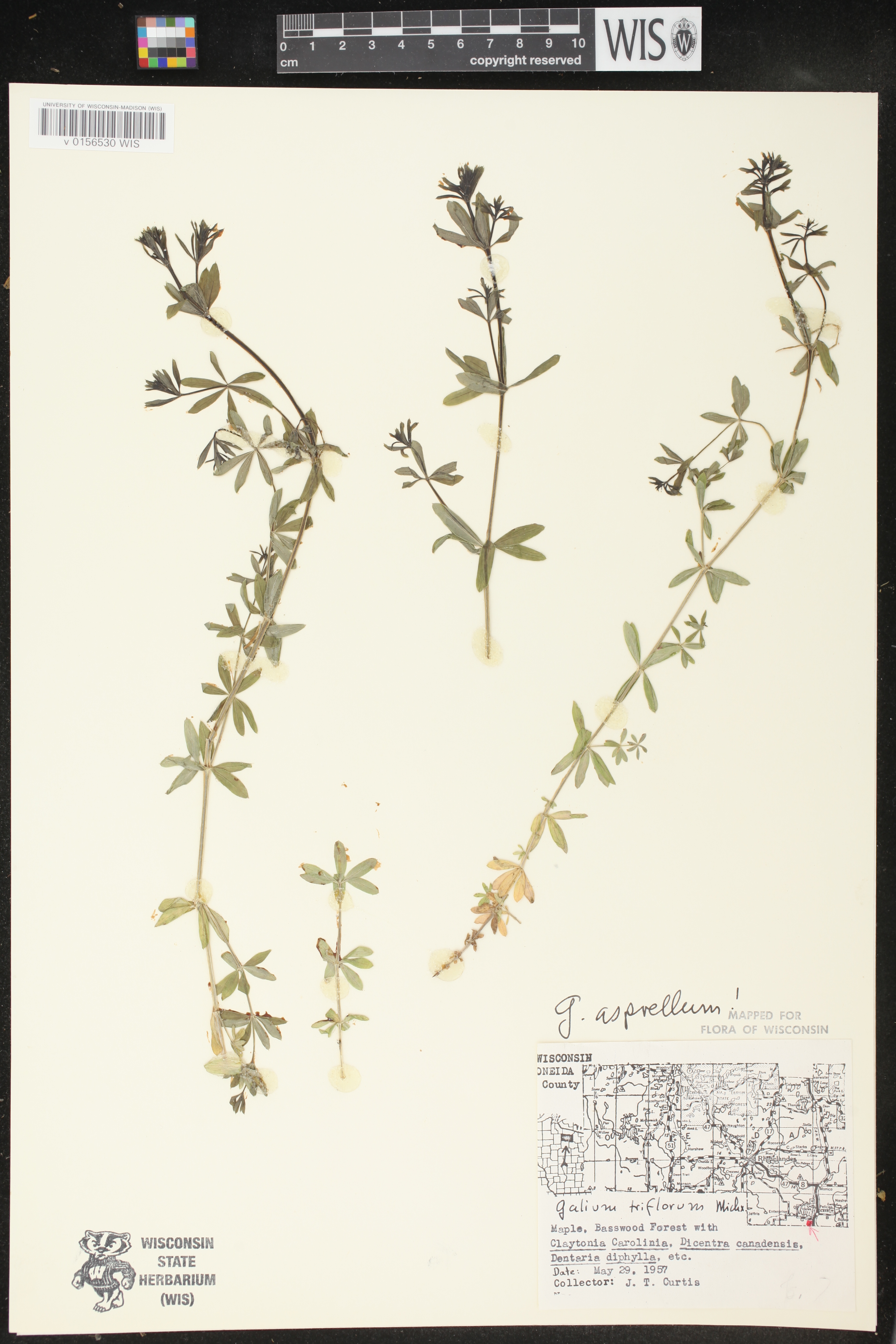 Galium asprellum image