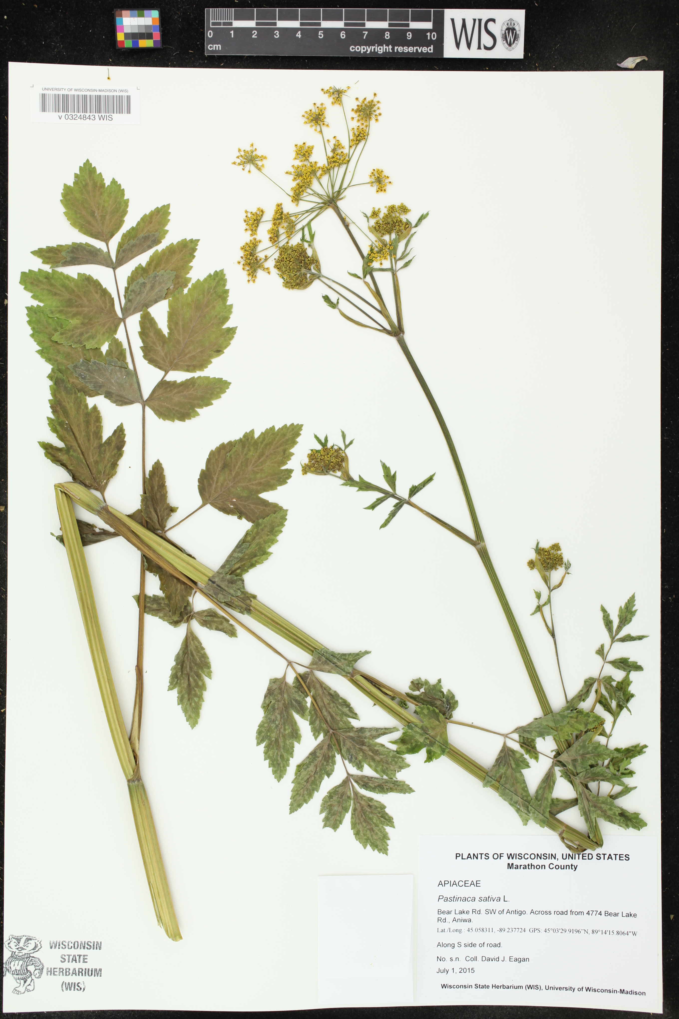 Pastinaca sativa image