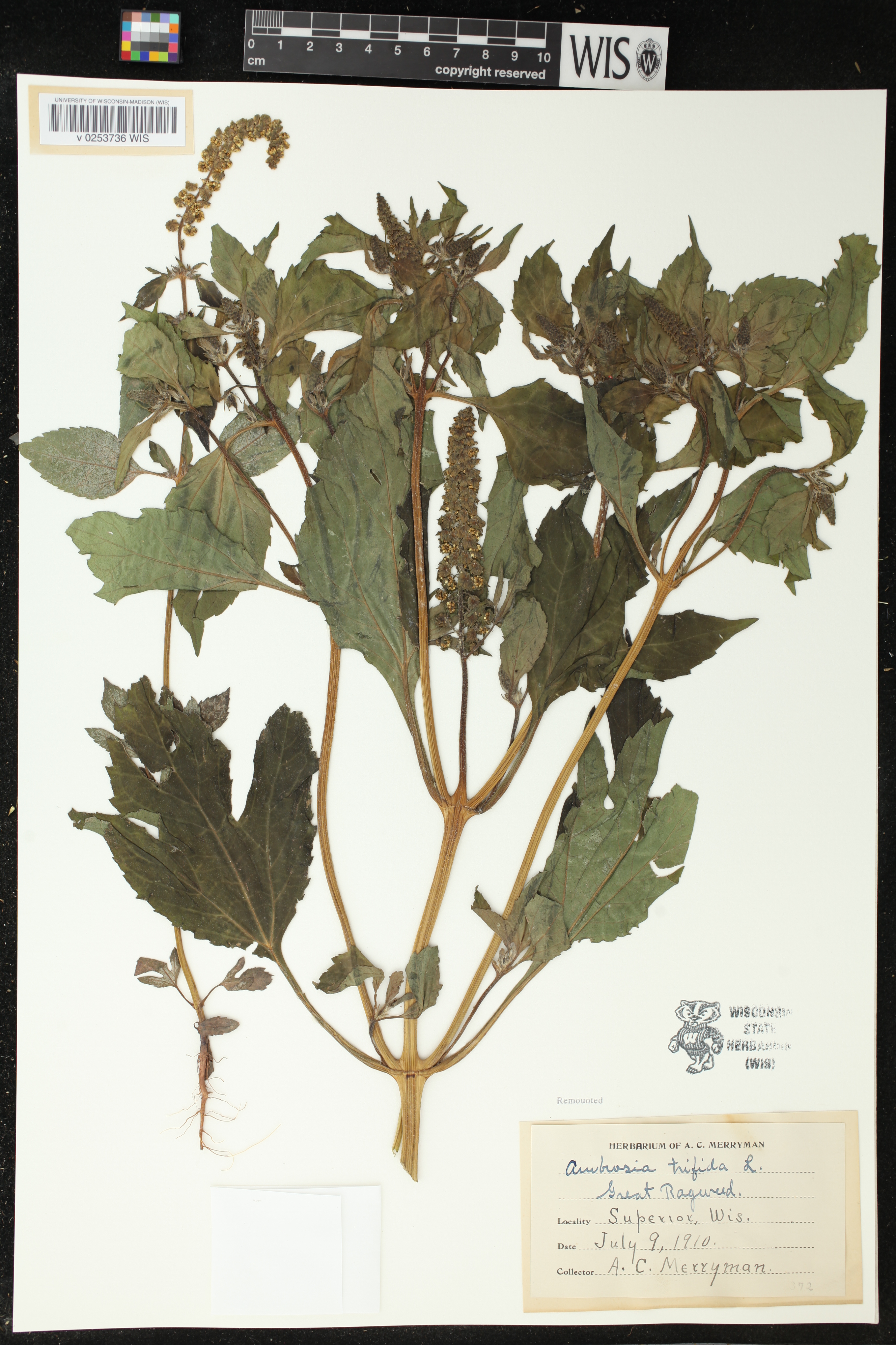 Ambrosia trifida image