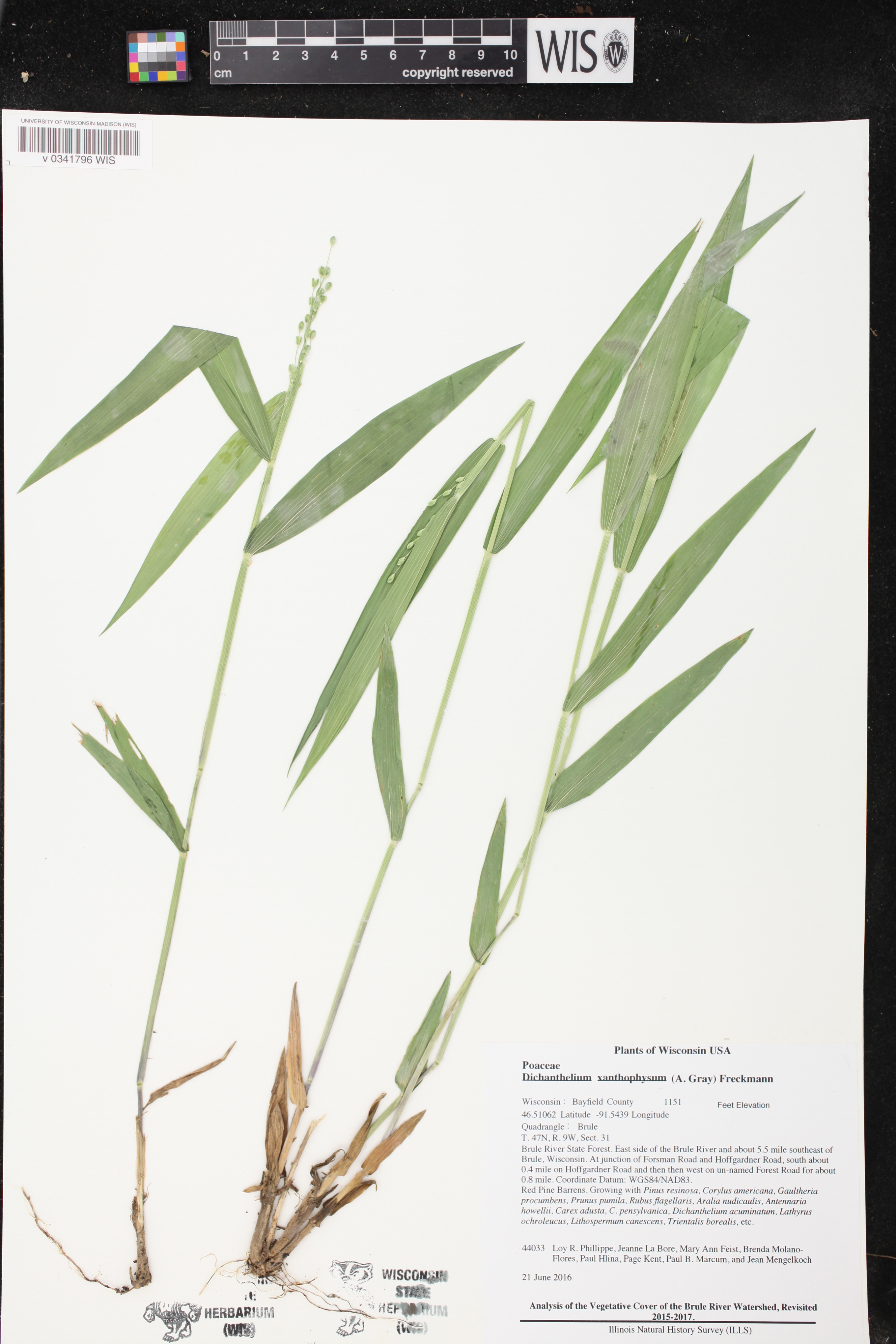 Dichanthelium xanthophysum image