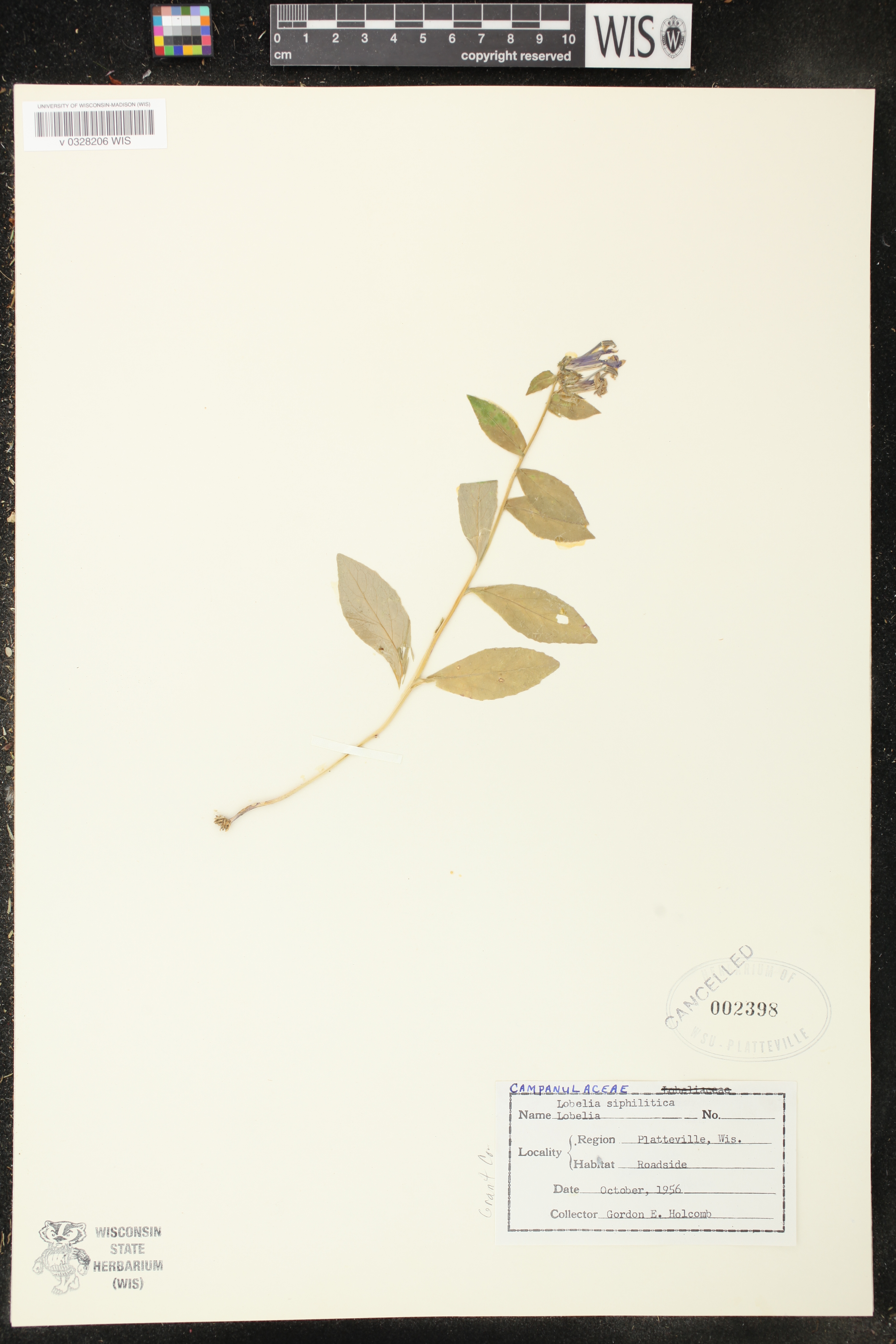 Lobelia siphilitica image