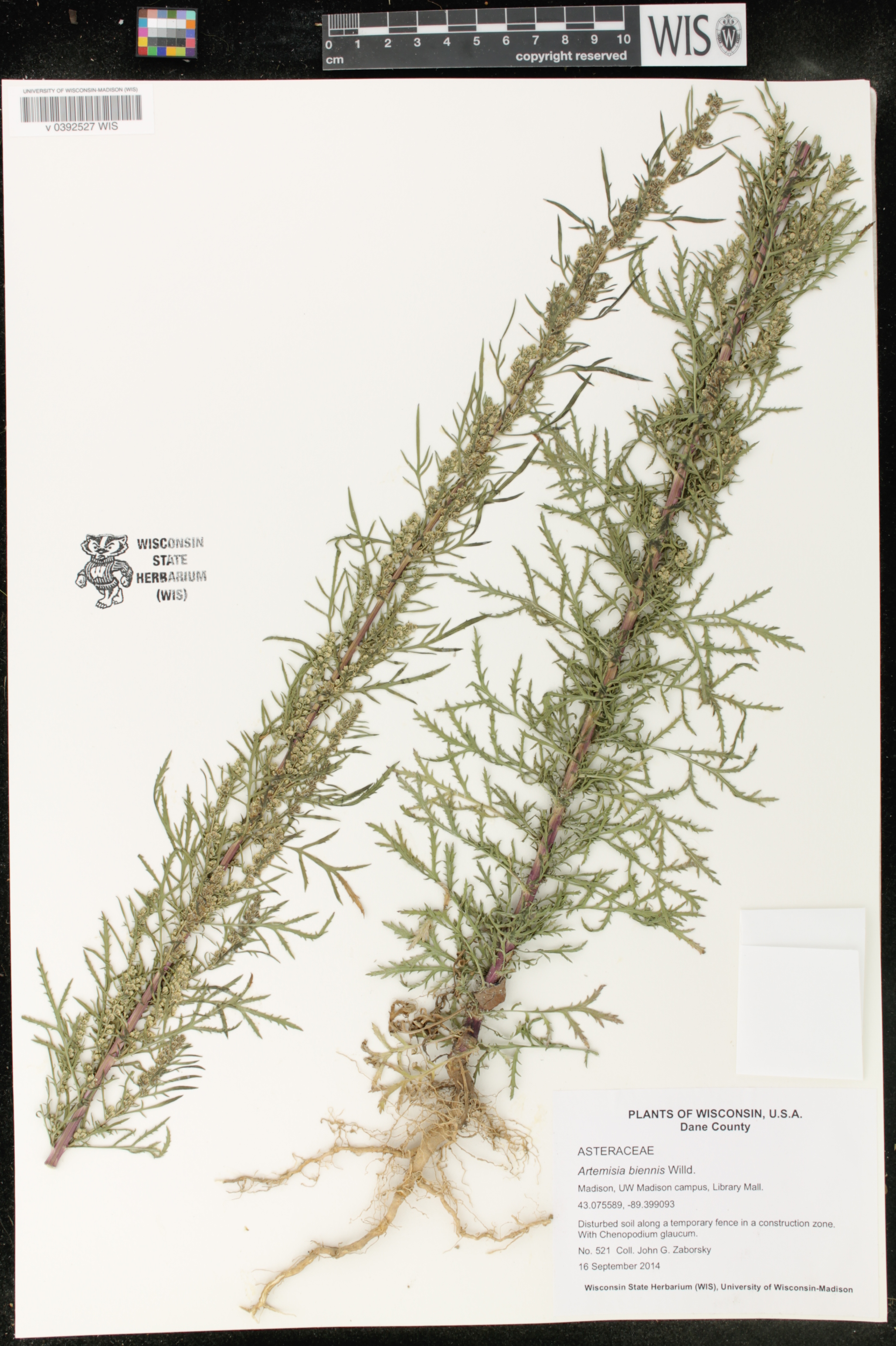 Artemisia biennis image